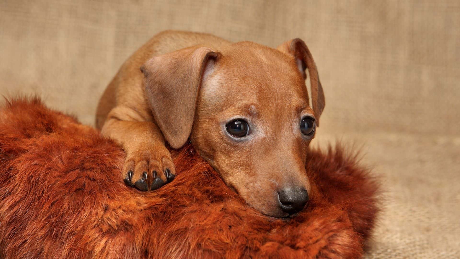 Miniature Pinscher For Adoption - Loving Miniature Pinscher For Adoption Dogs Looking for Forever Homes