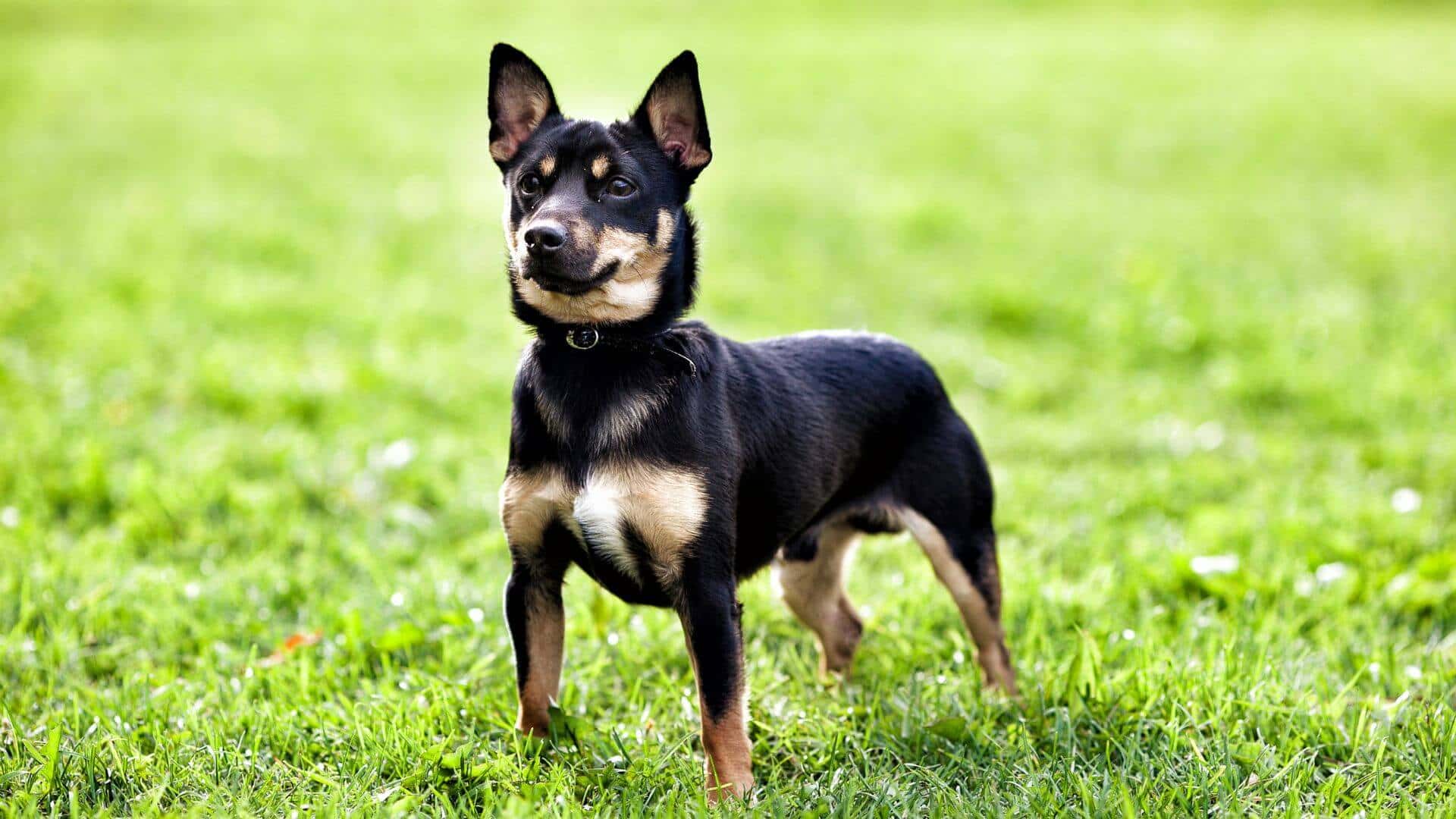 Miniature Pinscher Puppies & Dogs for Sale - Find Your Perfect Miniature Pinscher Puppies & Dogs Puppy