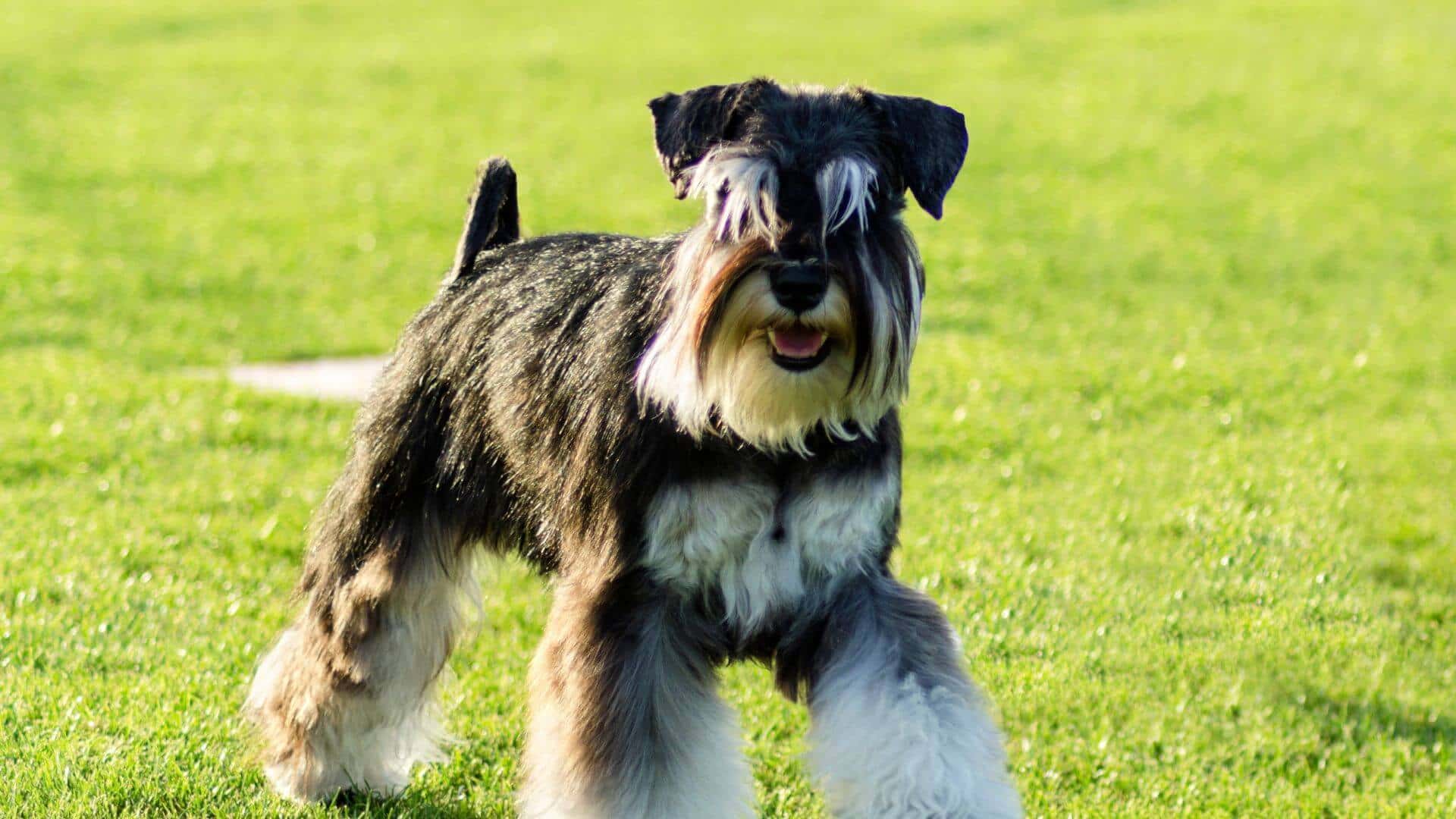 Miniature Schnauzer For Adoption - Loving Miniature Schnauzer For Adoption Dogs Looking for Forever Homes