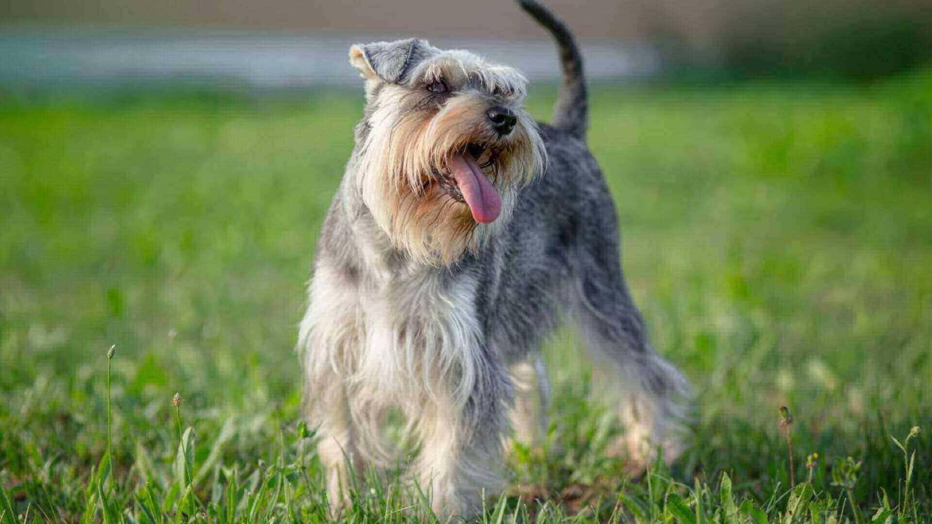 Miniature Schnauzer Puppies & Dogs for Sale - Find Your Perfect Miniature Schnauzer Puppies & Dogs Puppy