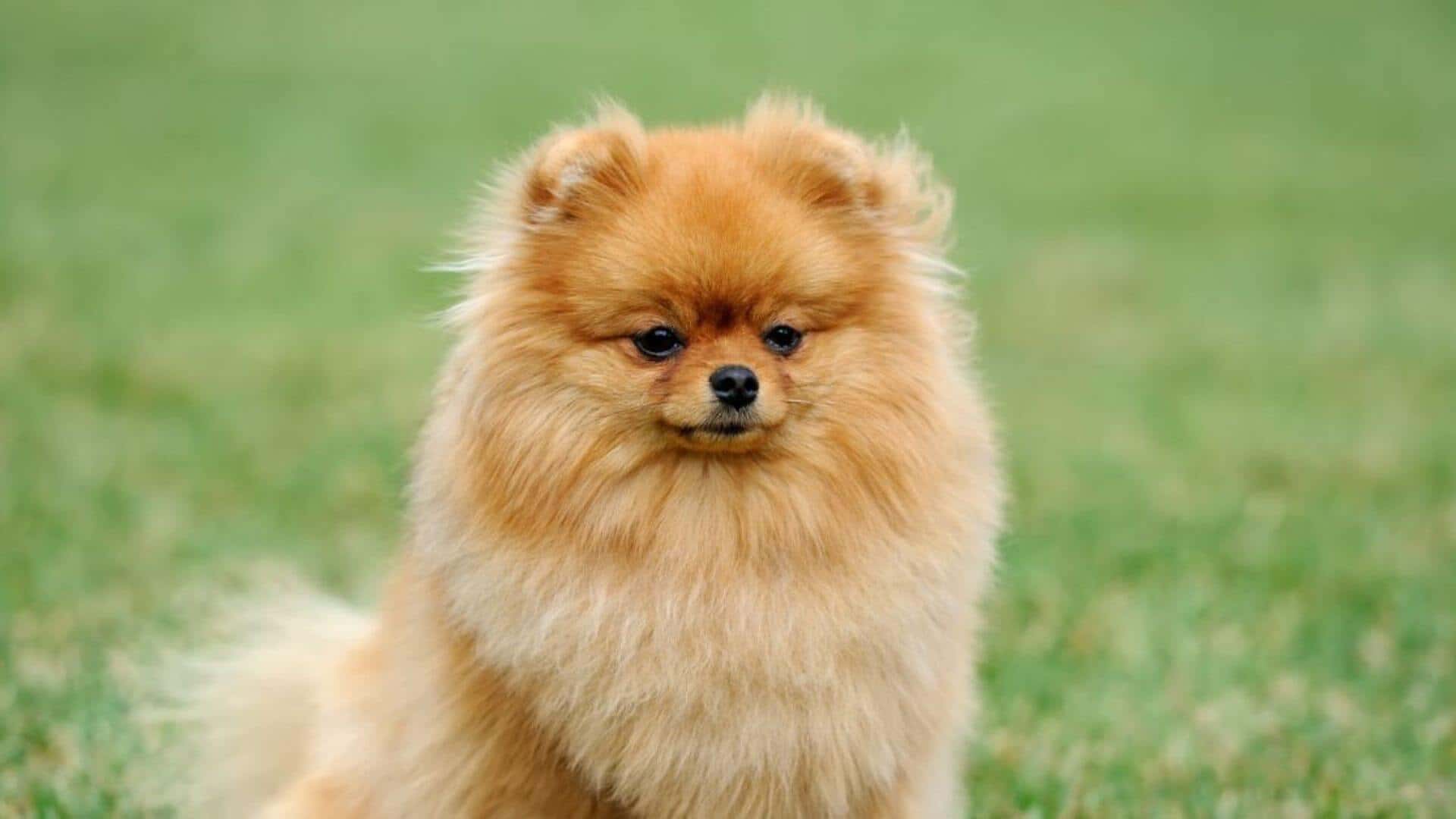 Pomeranian Puppies & Dogs for Sale - Find Your Perfect Pomeranian Puppies & Dogs Puppy