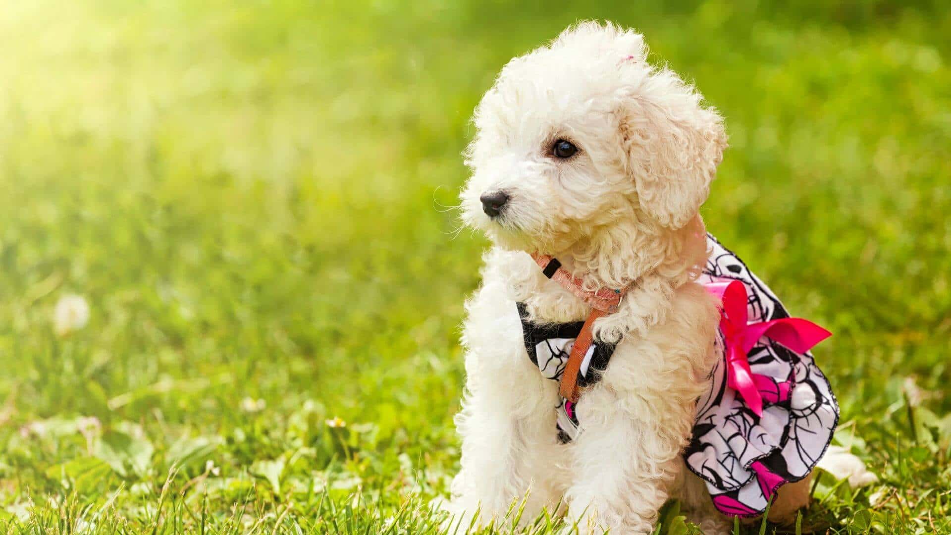 Poodle For Adoption - Loving Poodle For Adoption Dogs Looking for Forever Homes