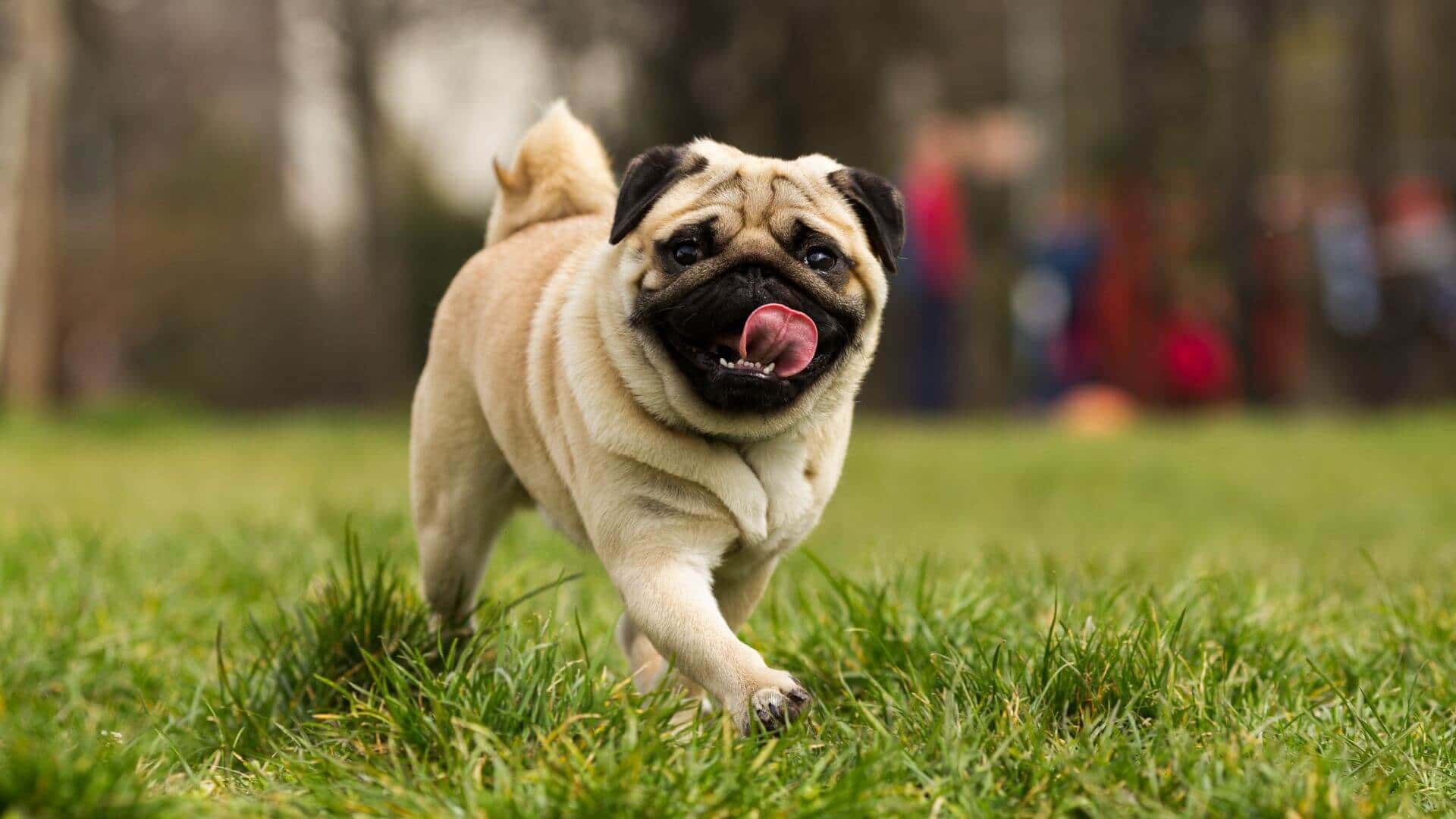 Pug Puppies & Dogs for Sale - Find Your Perfect Pug Puppies & Dogs Puppy