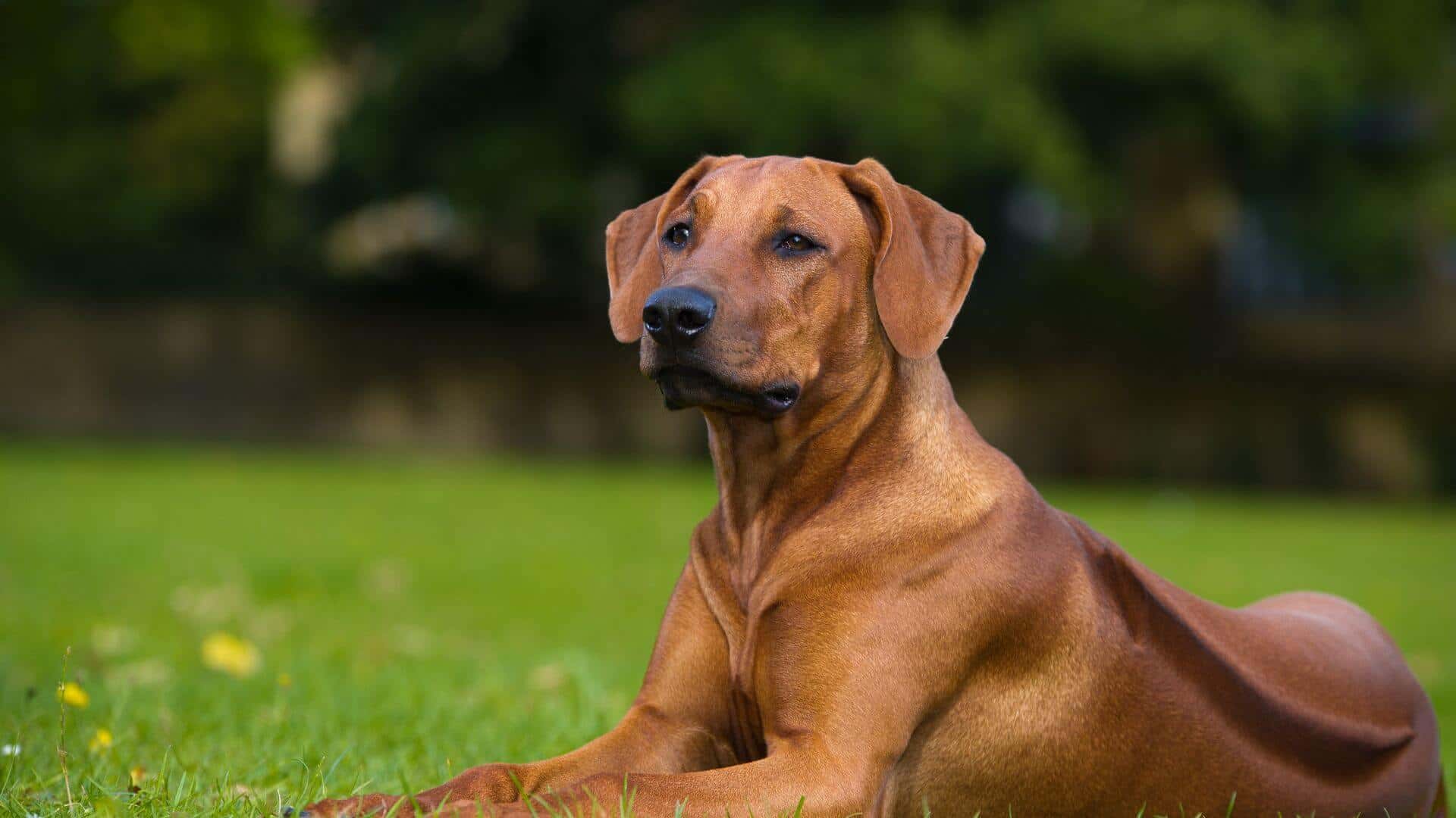 Rhodesian Ridgeback For Adoption - Loving Rhodesian Ridgeback For Adoption Dogs Looking for Forever Homes