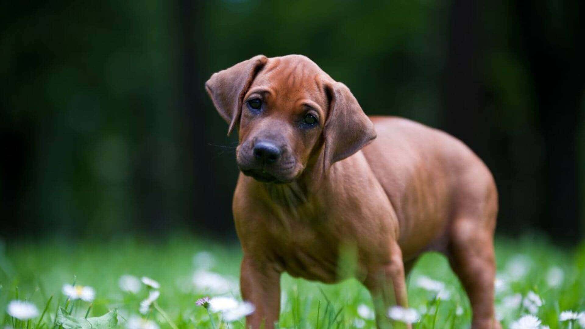 Rhodesian Ridgeback Puppies & Dogs for Sale - Find Your Perfect Rhodesian Ridgeback Puppies & Dogs Puppy