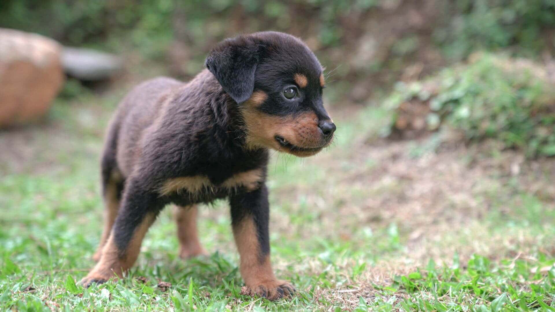 Rottweiler Puppies & Dogs for Sale - Find Your Perfect Rottweiler Puppies & Dogs Puppy