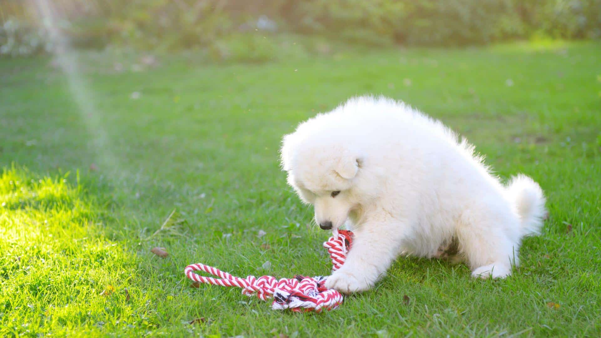 Samoyed For Adoption - Loving Samoyed For Adoption Dogs Looking for Forever Homes