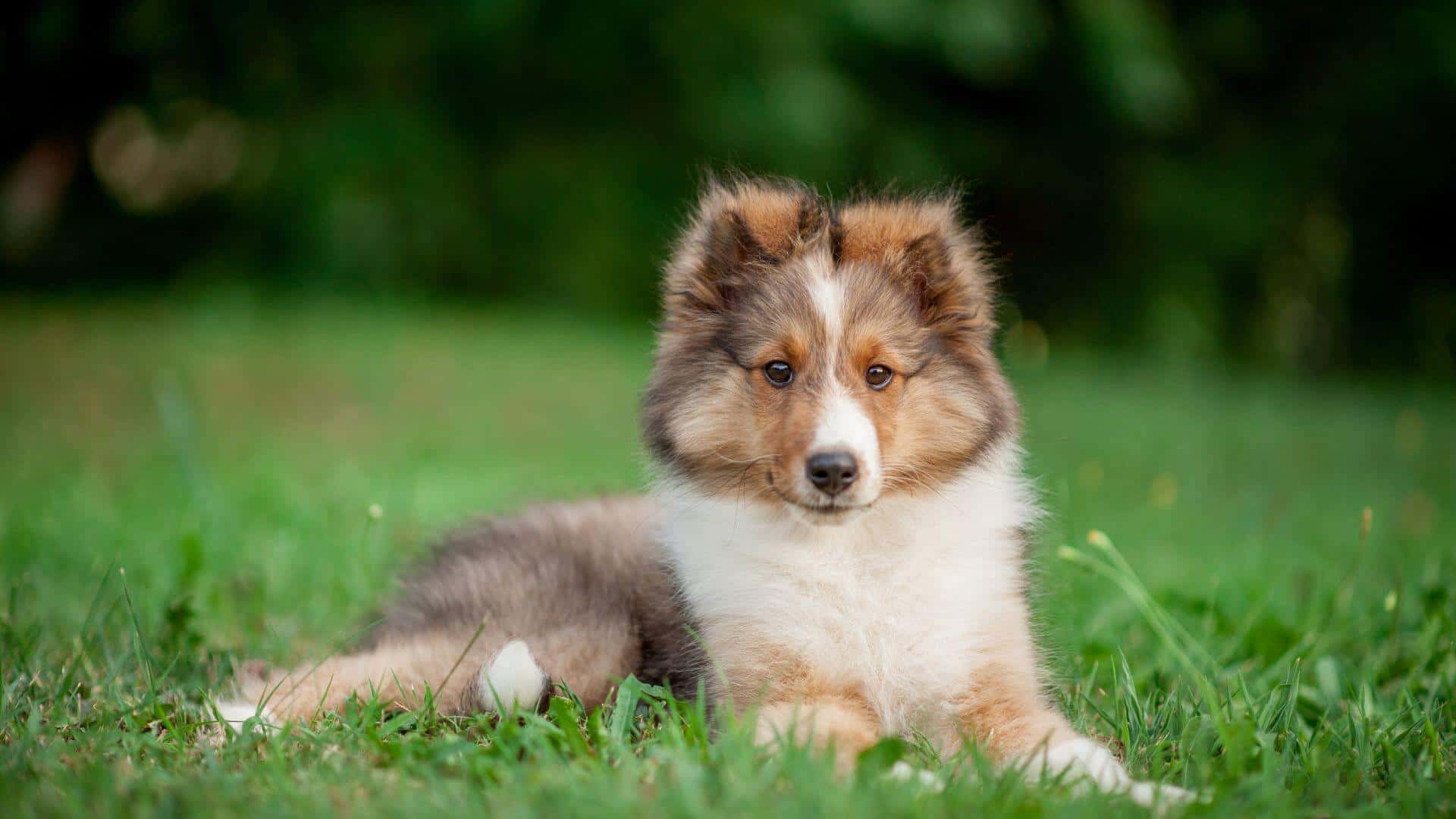Shetland Sheepdog For Adoption - Loving Shetland Sheepdog For Adoption Dogs Looking for Forever Homes