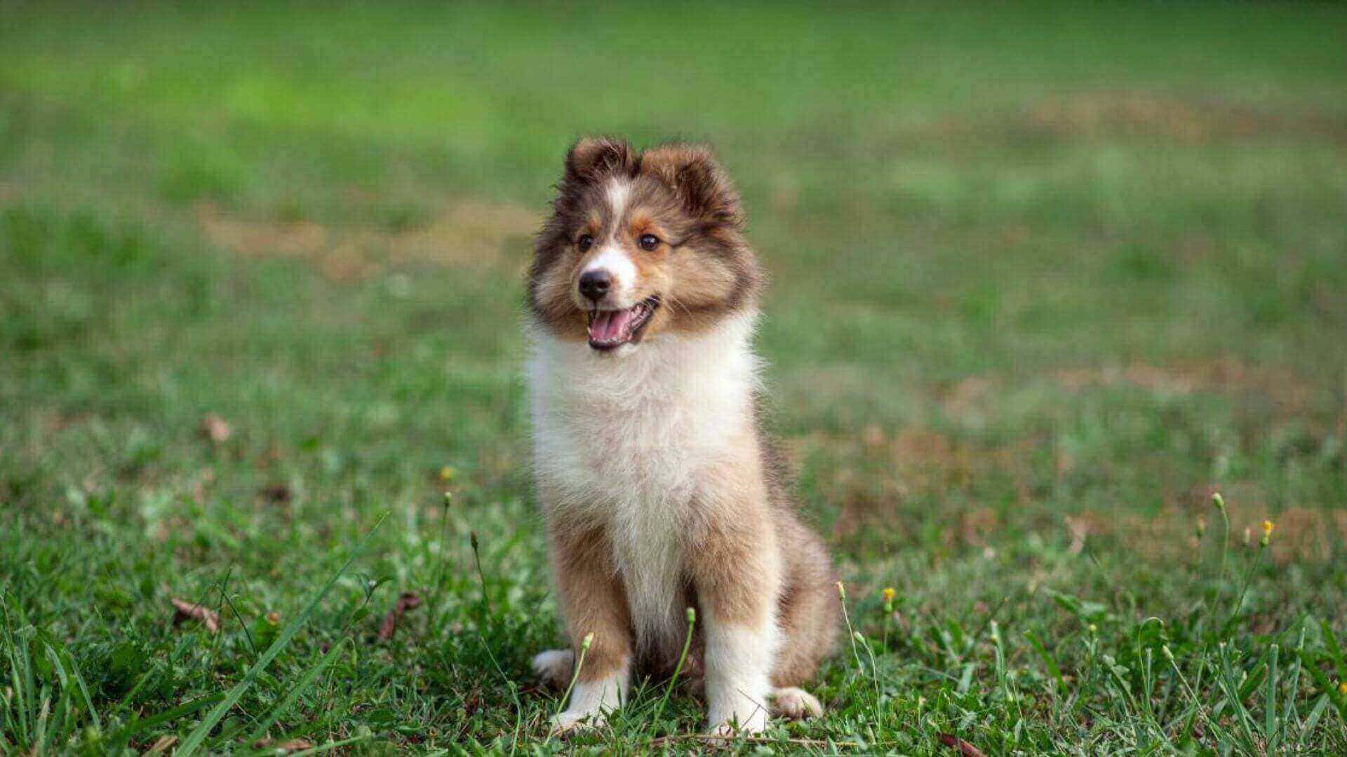 Shetland Sheepdog Puppies & Dogs for Sale - Find Your Perfect Shetland Sheepdog Puppies & Dogs Puppy