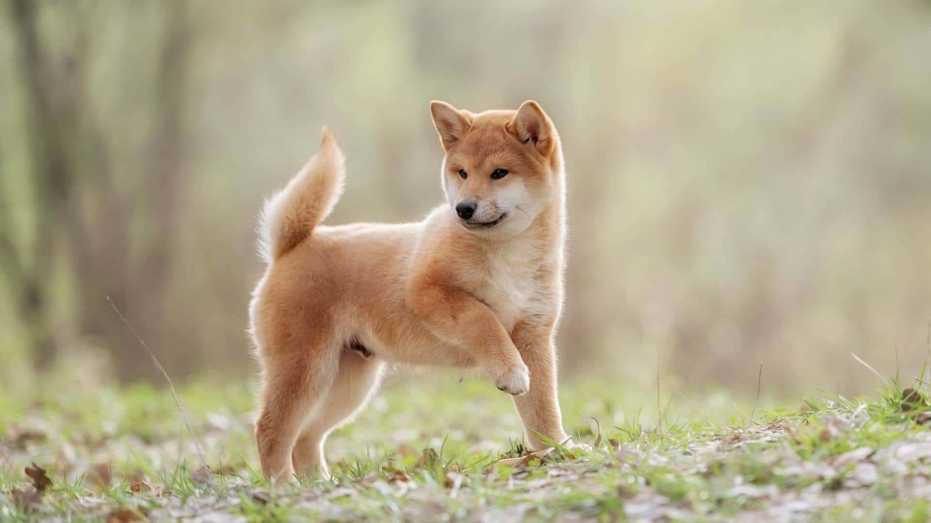 Shiba Inu For Adoption - Loving Shiba Inu For Adoption Dogs Looking for Forever Homes