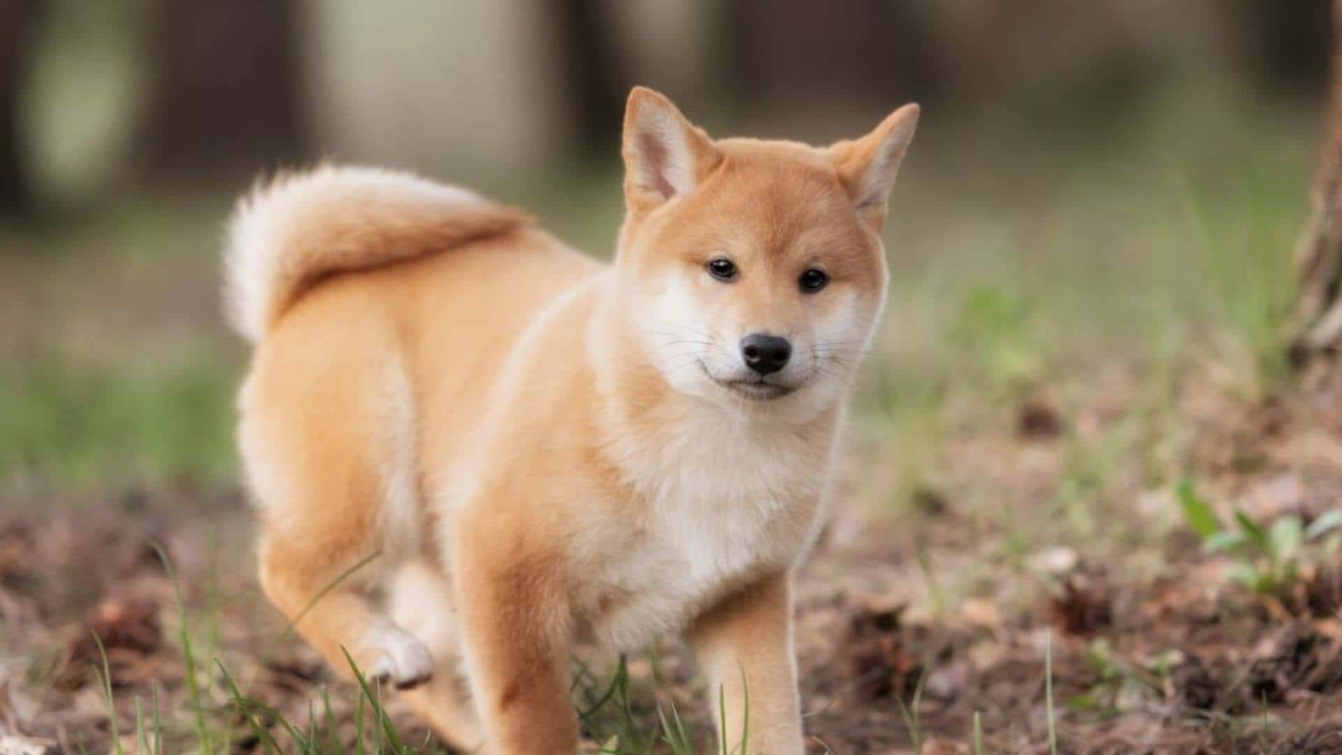 Shiba Inu Puppies & Dogs for Sale - Find Your Perfect Shiba Inu Puppies & Dogs Puppy