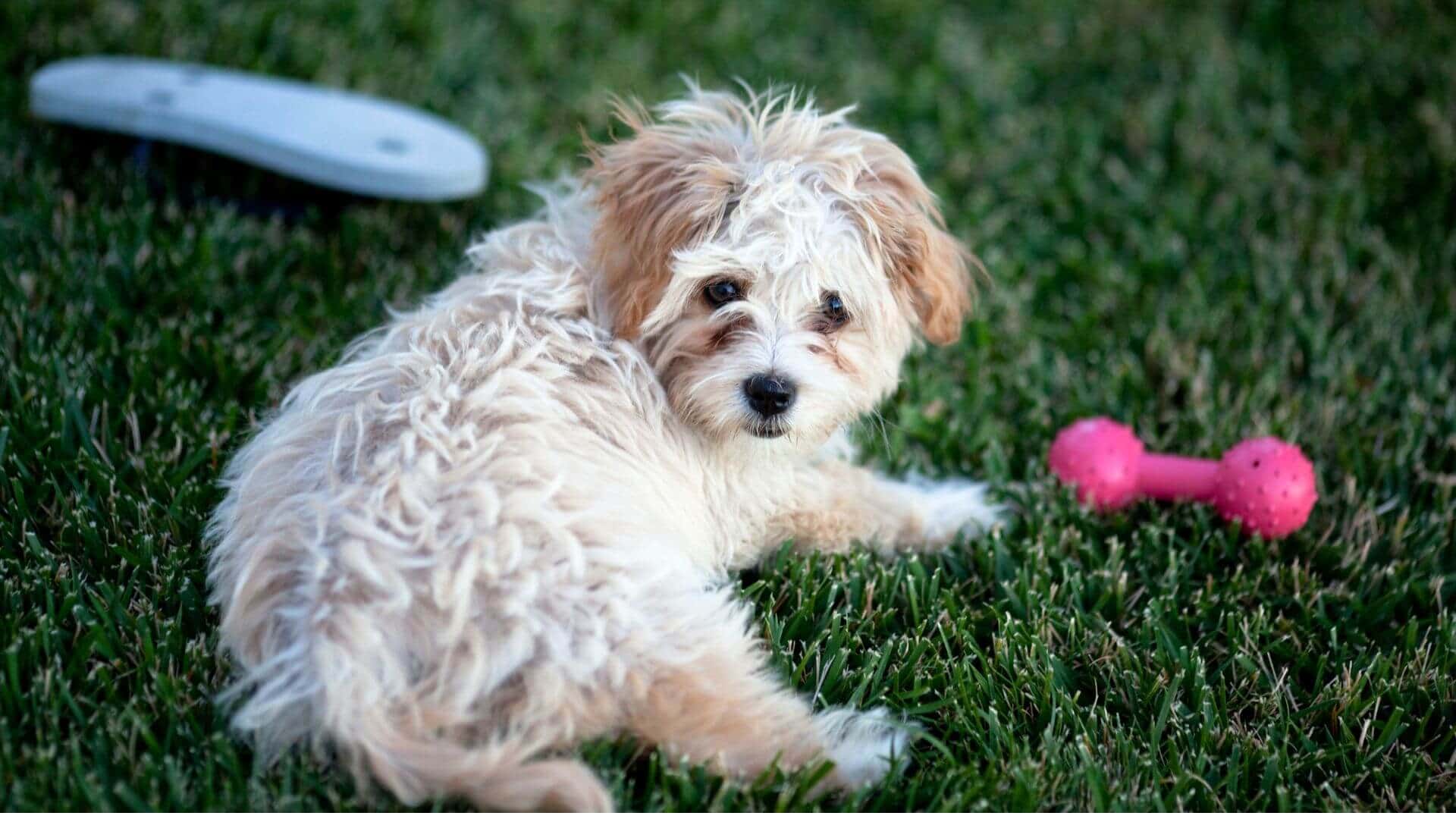 Shih Tzu For Adoption - Loving Shih Tzu For Adoption Dogs Looking for Forever Homes