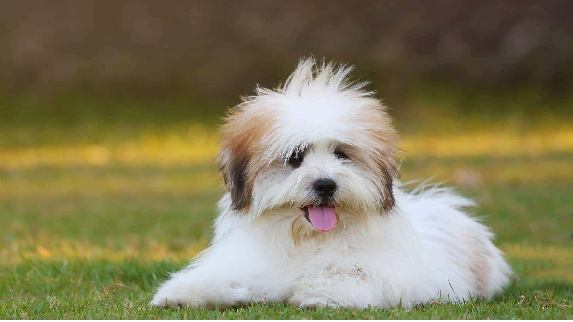 Shih Tzu Puppies & Dogs for Sale - Find Your Perfect Shih Tzu Puppies & Dogs Puppy