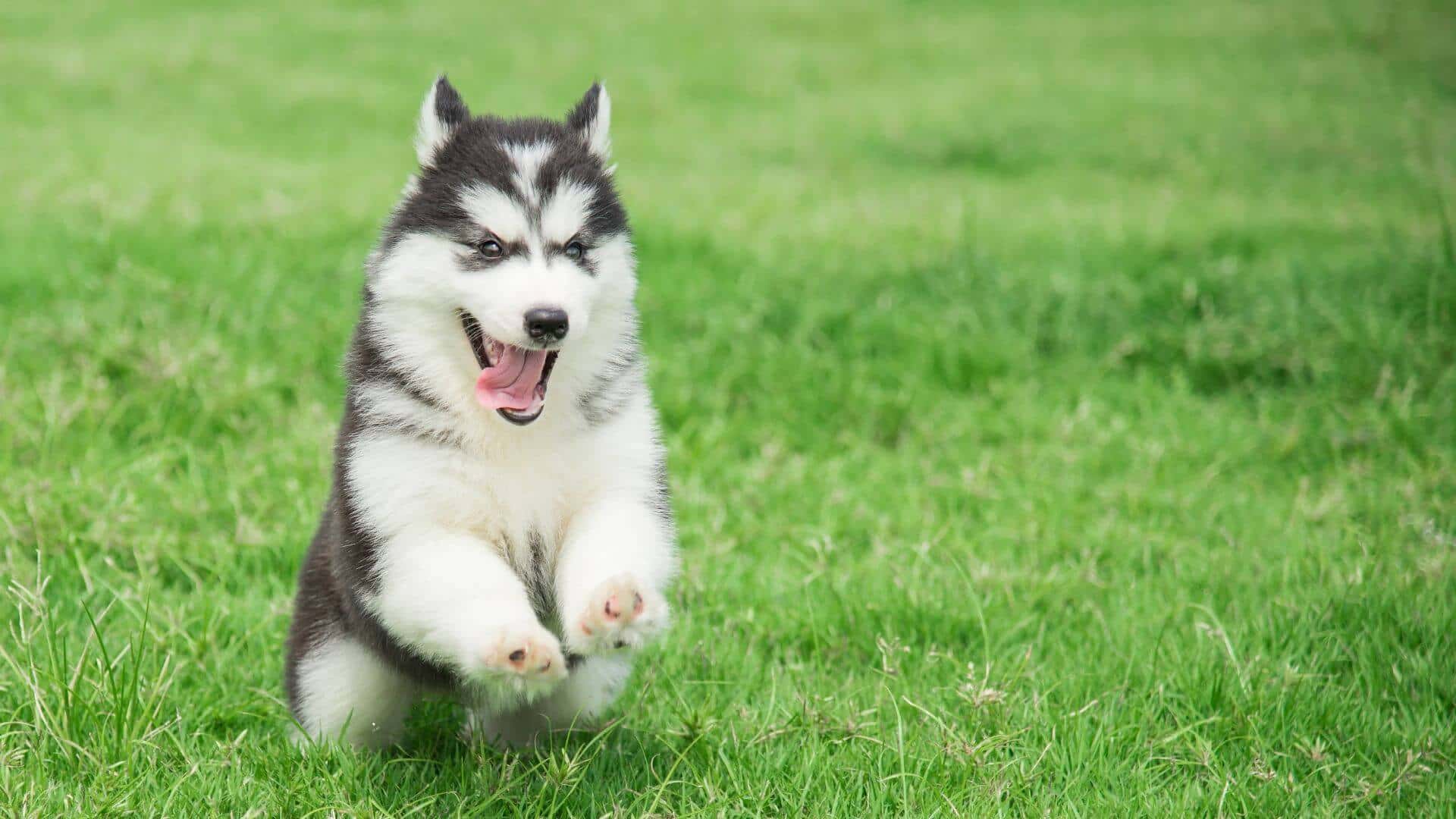 Siberian Husky For Adoption - Loving Siberian Husky For Adoption Dogs Looking for Forever Homes