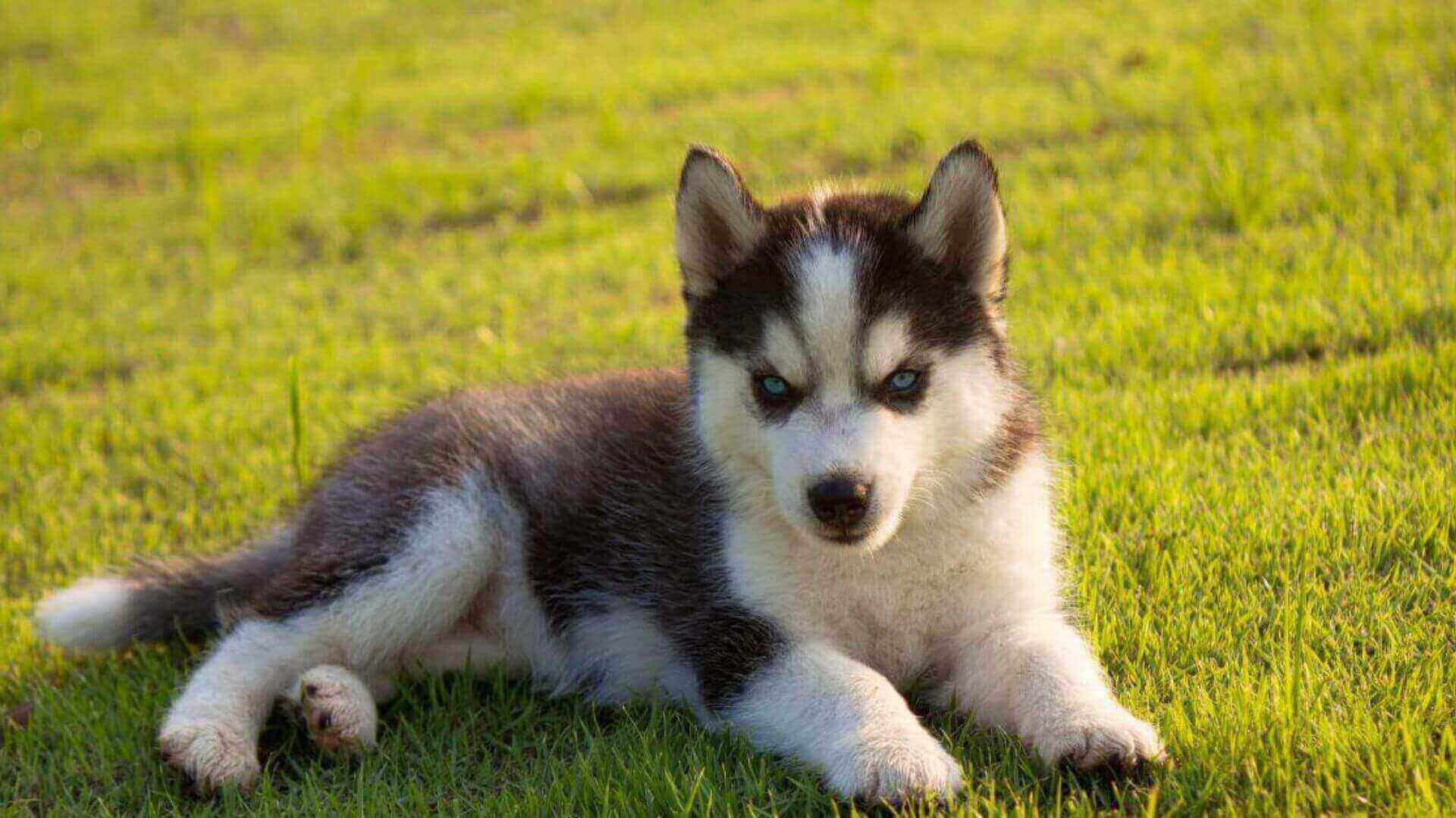 Siberian Husky Puppies & Dogs for Sale - Find Your Perfect Siberian Husky Puppies & Dogs Puppy