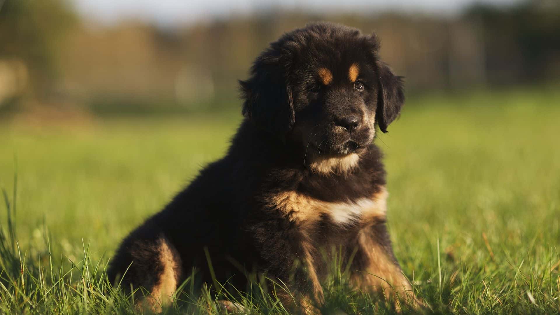 Tibetan Mastiff Puppies & Dogs for Sale - Find Your Perfect Tibetan Mastiff Puppies & Dogs Puppy