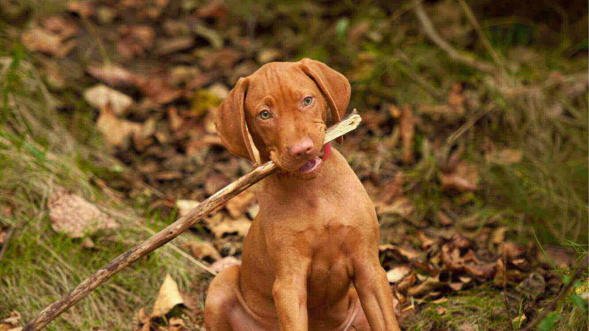 Vizsla Puppies & Dogs for Sale - Find Your Perfect Vizsla Puppies & Dogs Puppy