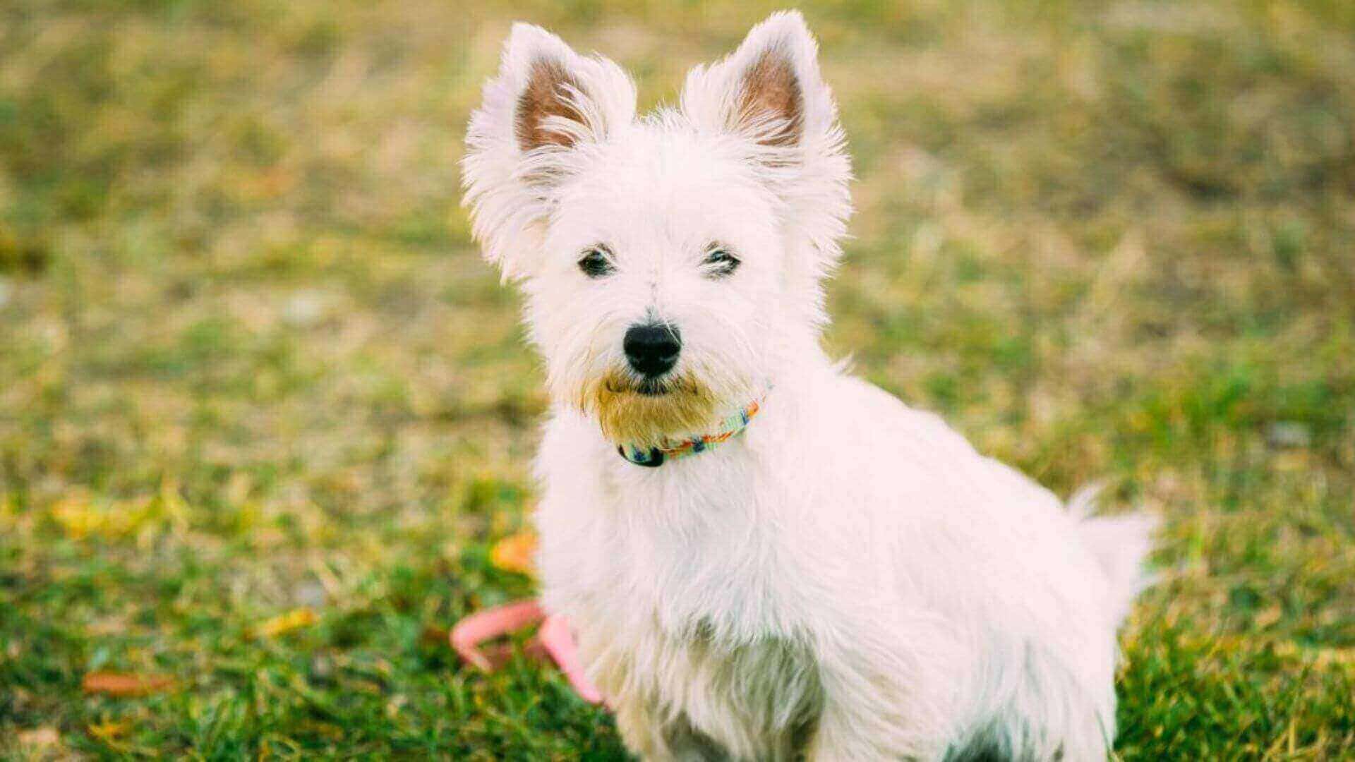 West Highland White Terrier Puppies & Dogs for Sale - Find Your Perfect West Highland White Terrier Puppies & Dogs Puppy