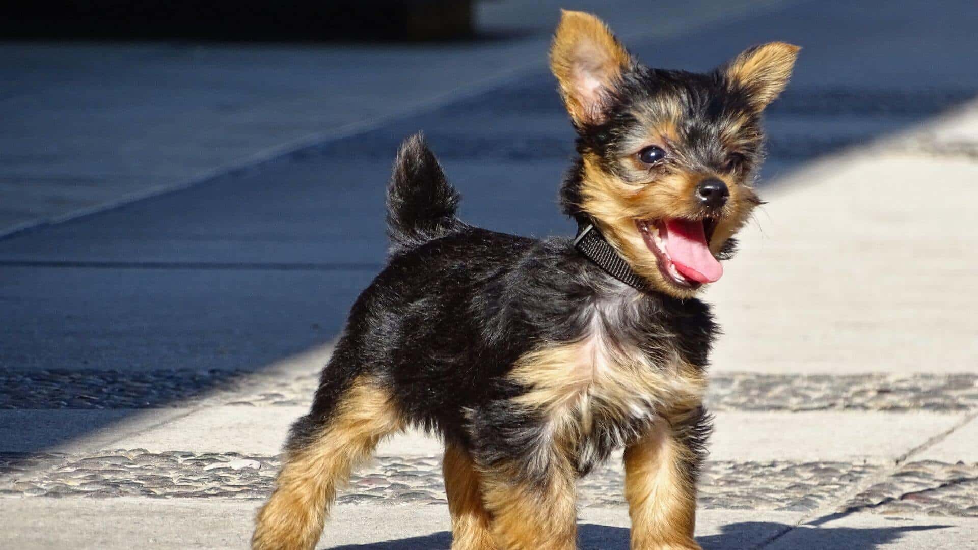 Yorkshire Terrier For Adoption - Loving Yorkshire Terrier For Adoption Dogs Looking for Forever Homes