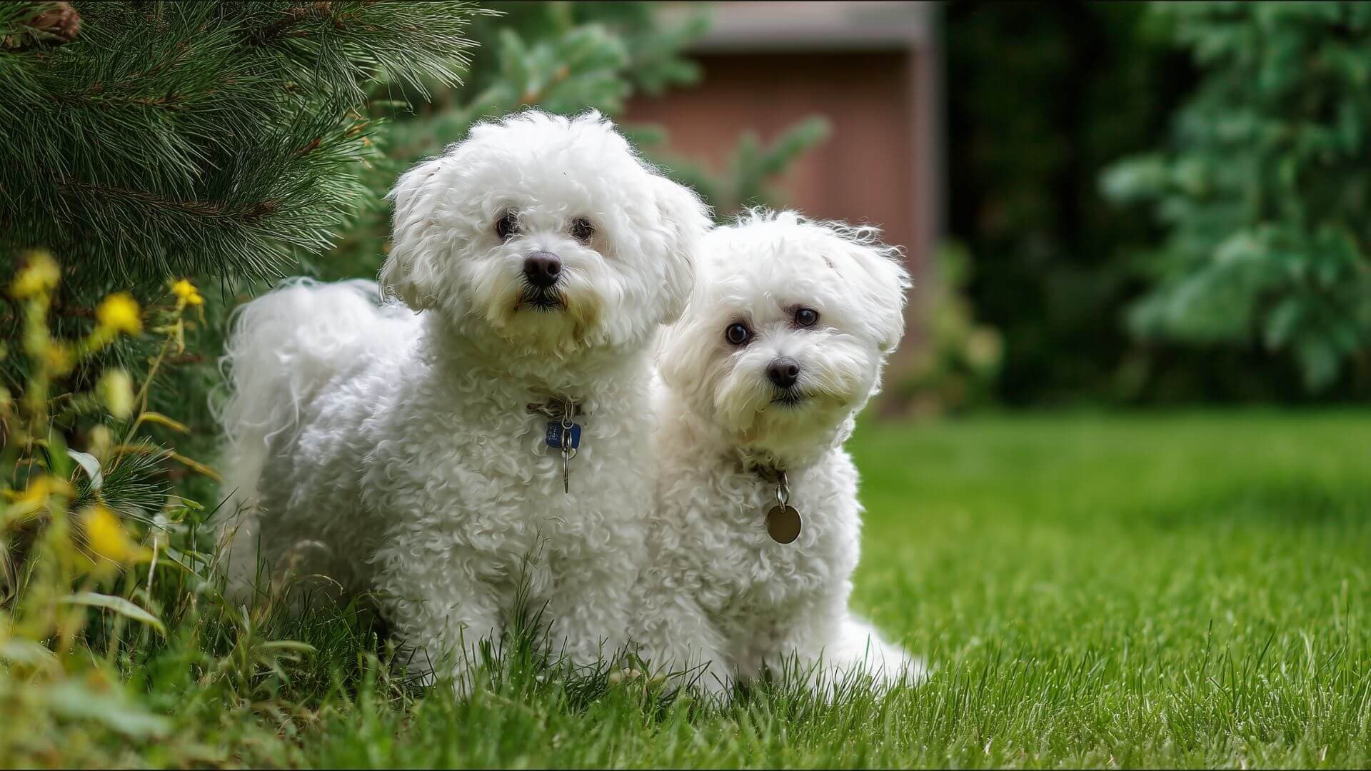 Bichon Frise Breeding Petmeetly