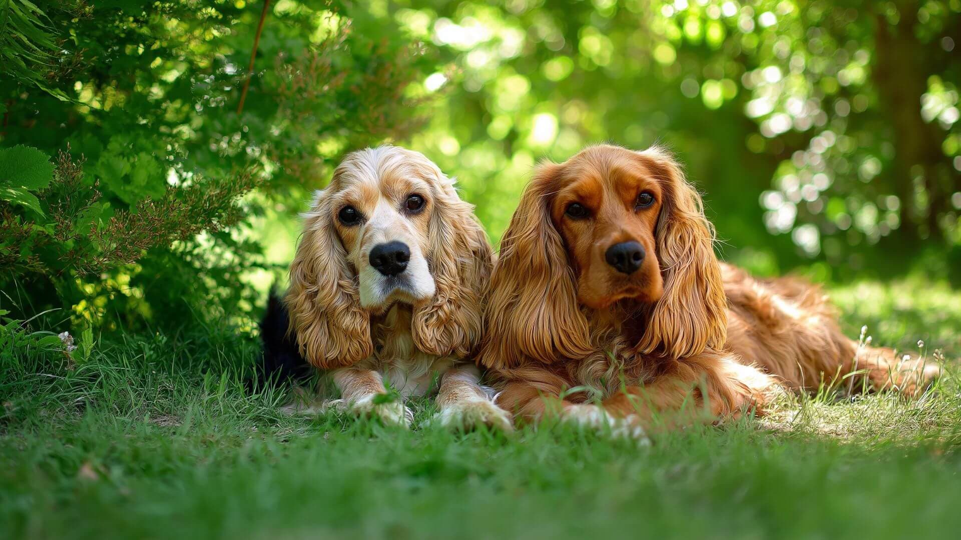 Cocker Spaniel Breeding Petmeetly