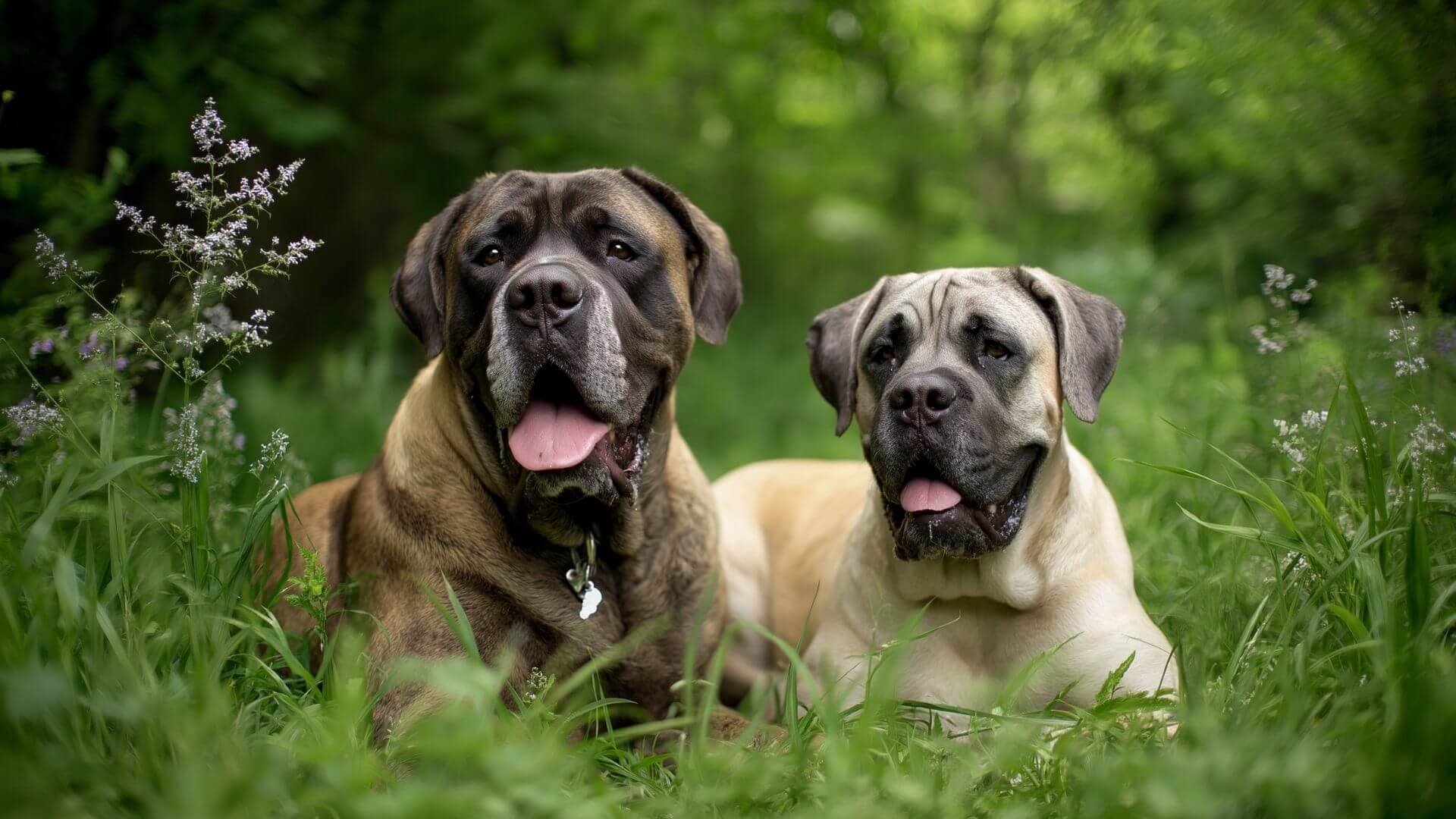 Mastiff Breeding Petmeetly