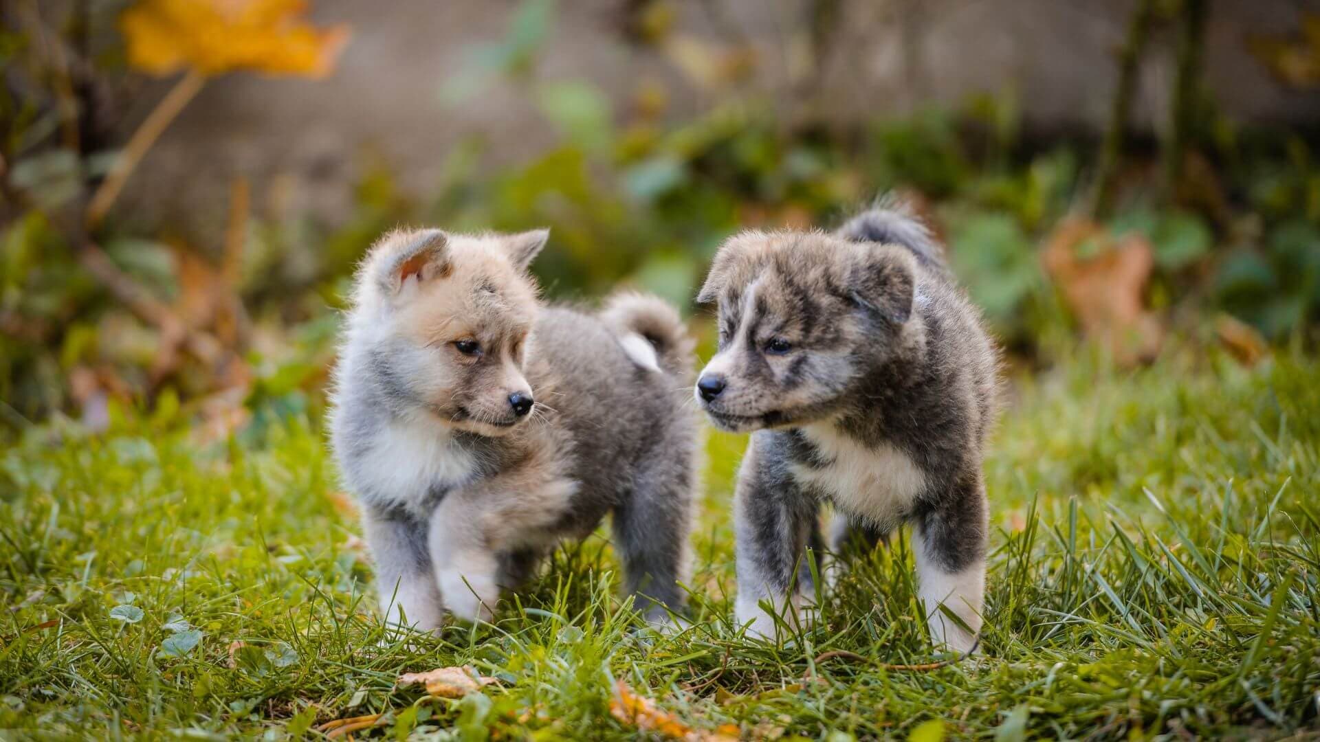 Akita Puppies & Dogs for Sale - Find Your Perfect Akita Puppies & Dogs Puppy