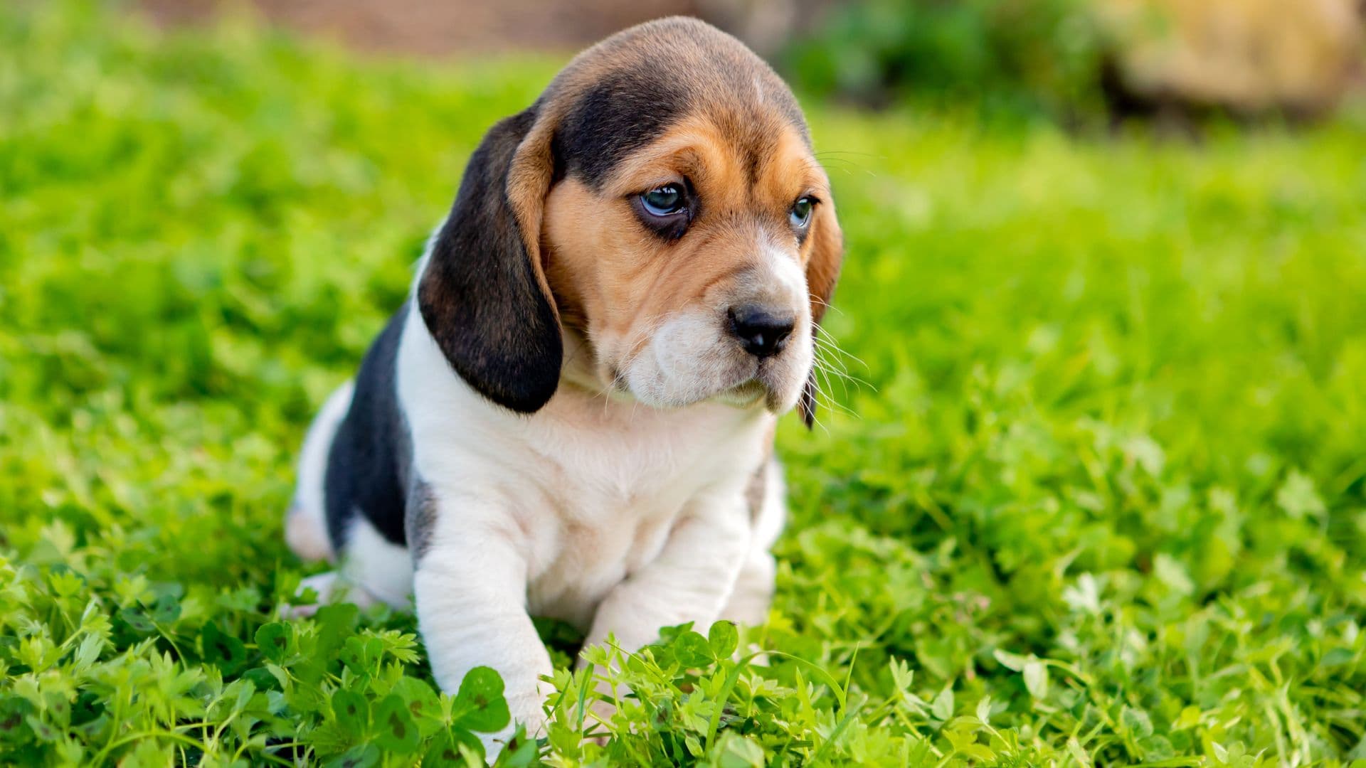 Beagle For Adoption - Loving Beagle For Adoption Dogs Looking for Forever Homes