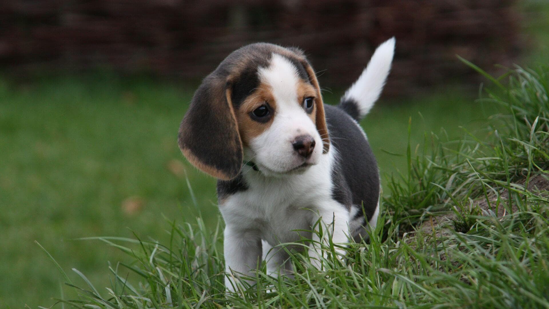 Beagle Puppies & Dogs for Sale - Find Your Perfect Beagle Puppies & Dogs Puppy