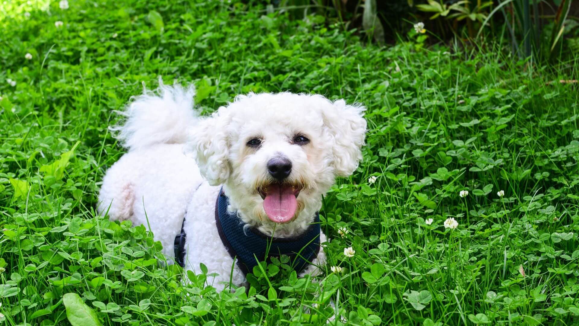 Bichon Frise For Adoption - Loving Bichon Frise For Adoption Dogs Looking for Forever Homes