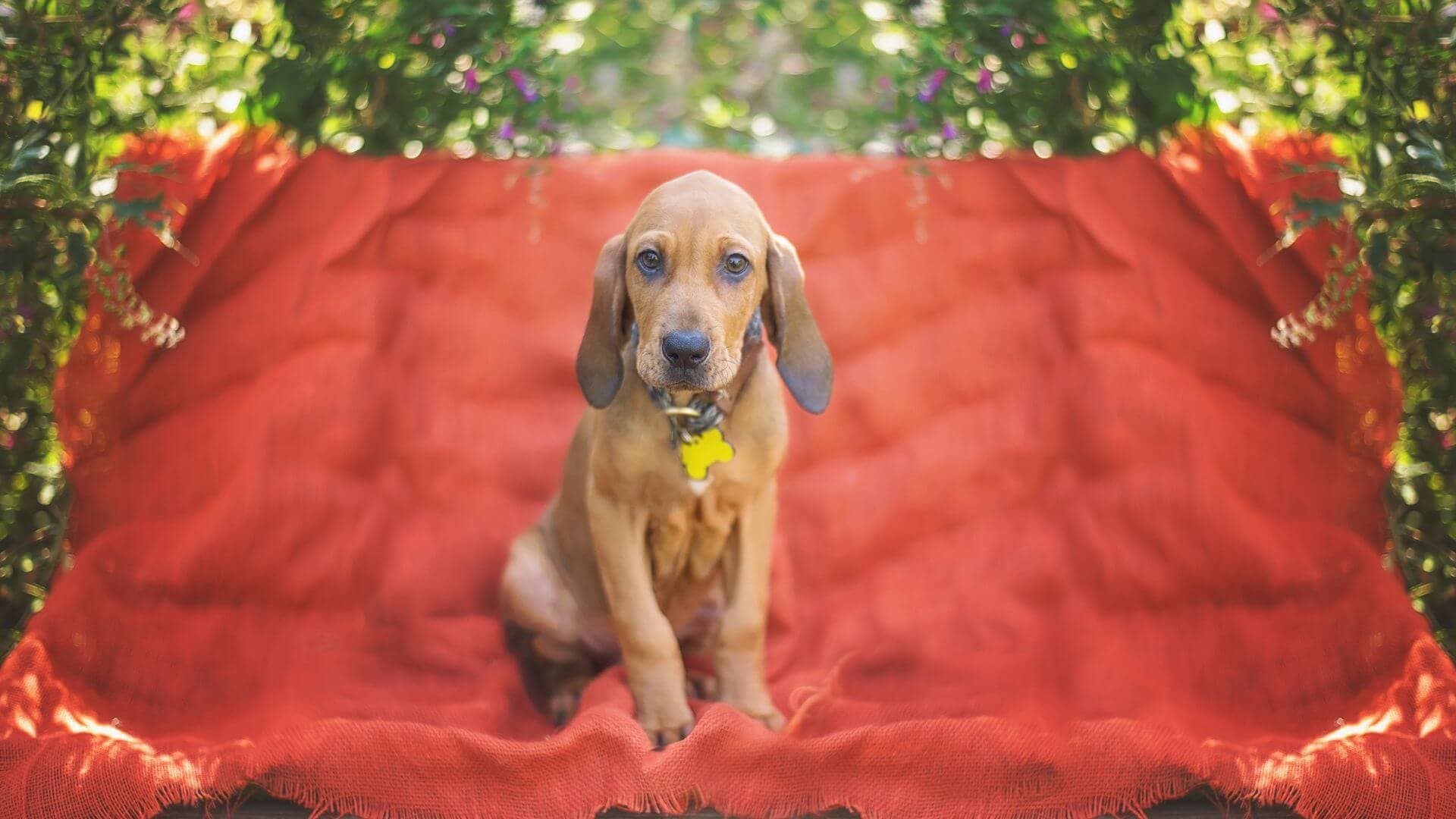 Bloodhound Puppies & Dogs for Sale - Find Your Perfect Bloodhound Puppies & Dogs Puppy