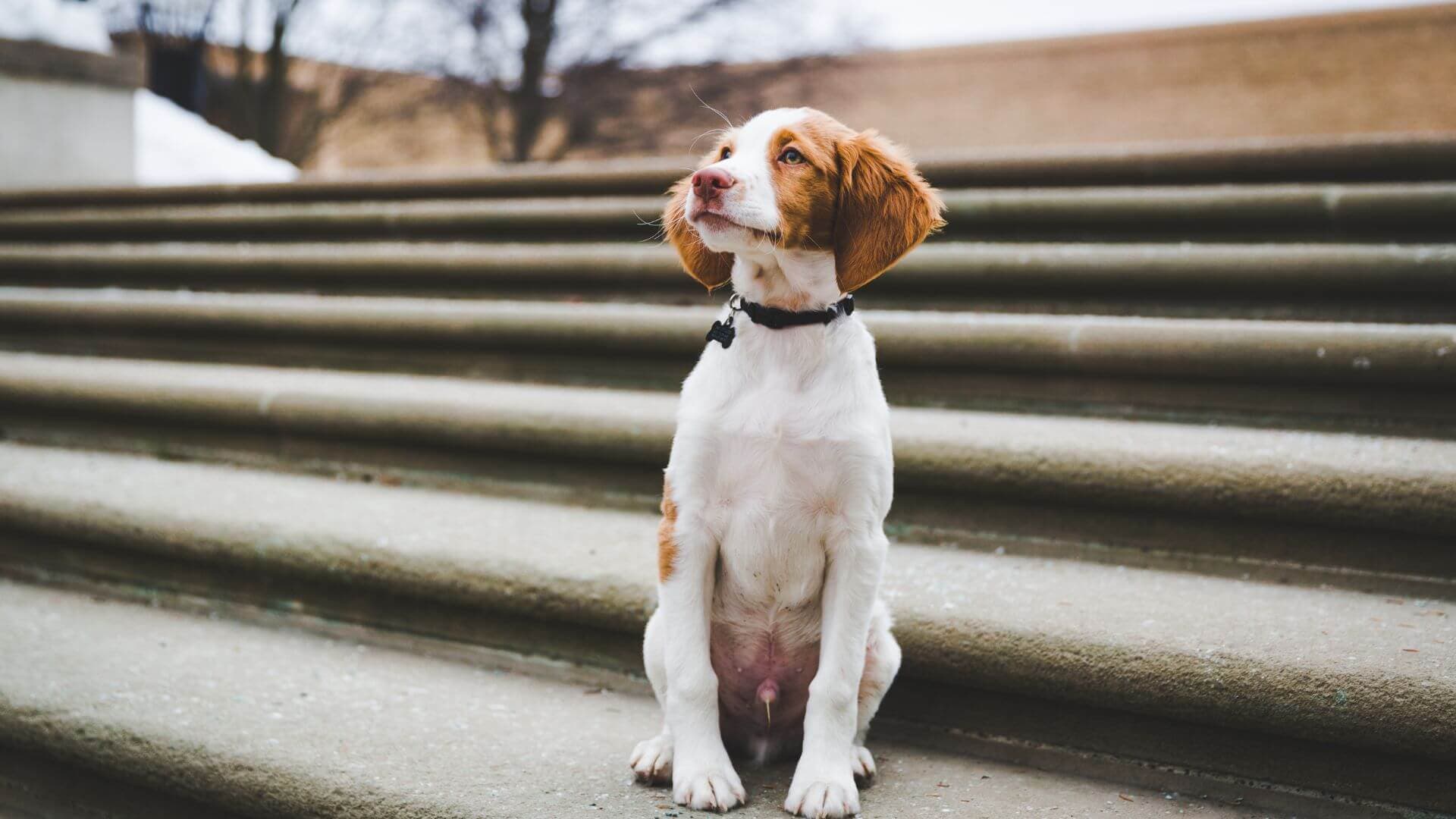 Brittany For Adoption - Loving Brittany For Adoption Dogs Looking for Forever Homes