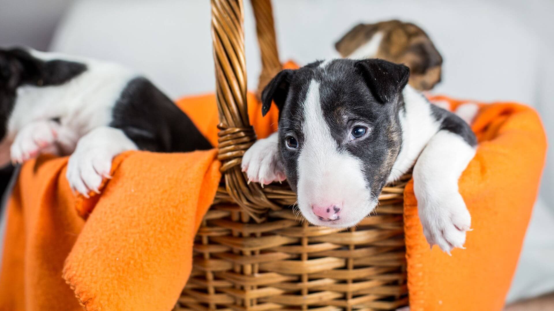 Bull Terrier For Adoption - Loving Bull Terrier For Adoption Dogs Looking for Forever Homes