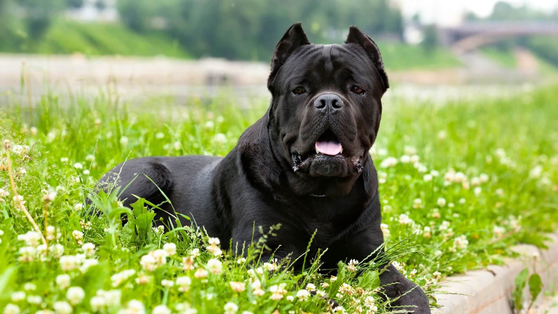 Cane Corso Puppies & Dogs for Sale - Find Your Perfect Cane Corso Puppies & Dogs Puppy