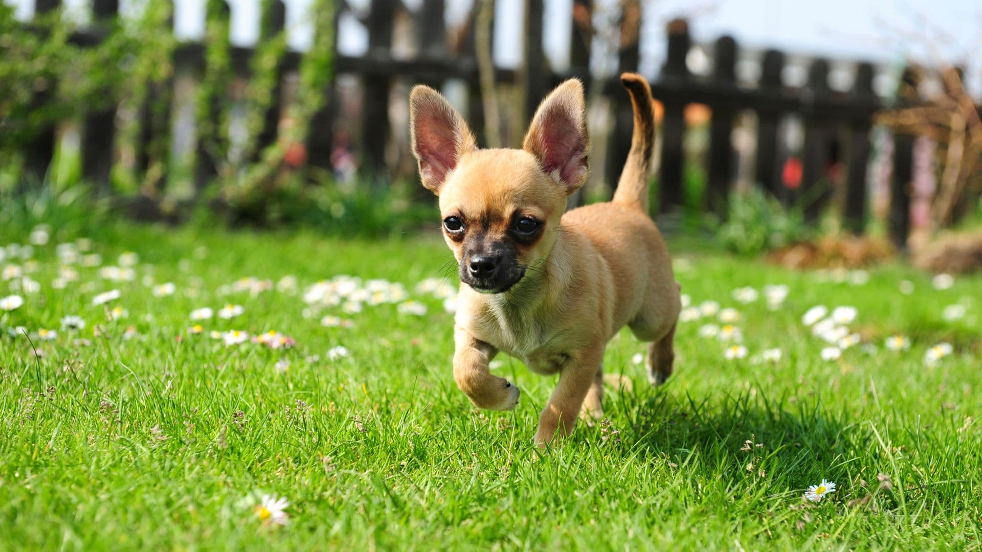 Chihuahua For Adoption - Loving Chihuahua For Adoption Dogs Looking for Forever Homes