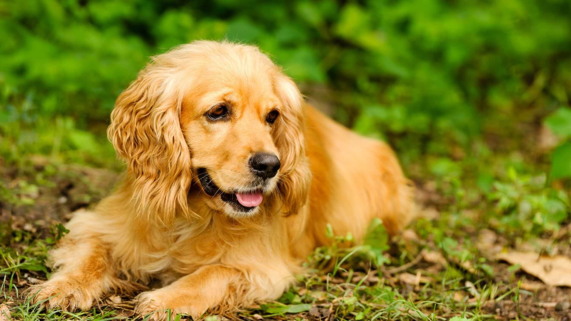 Cocker Spaniel For Adoption - Loving Cocker Spaniel For Adoption Dogs Looking for Forever Homes