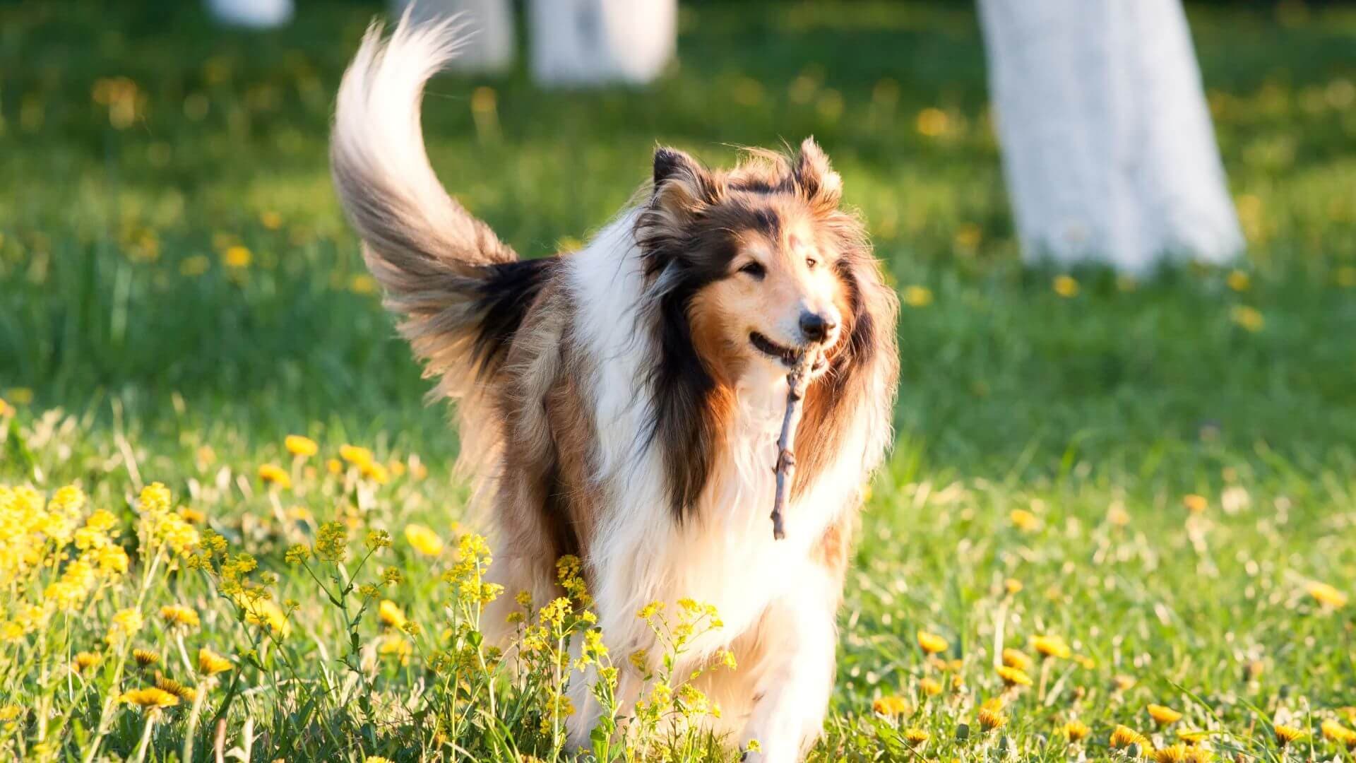 Collie Puppies & Dogs for Sale - Find Your Perfect Collie Puppies & Dogs Puppy