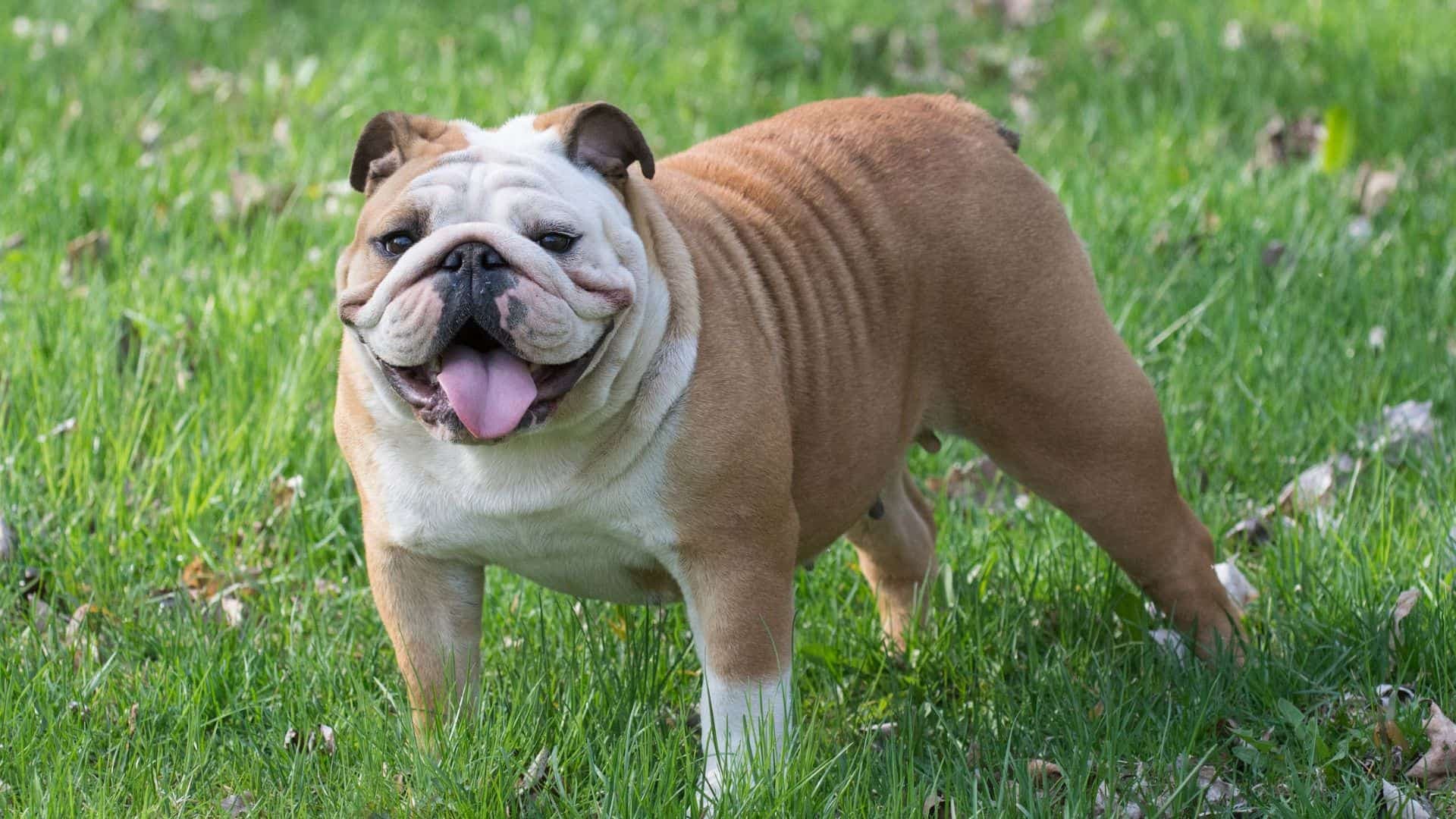 English Bulldog Puppies & Dogs for Sale - Find Your Perfect English Bulldog Puppies & Dogs Puppy