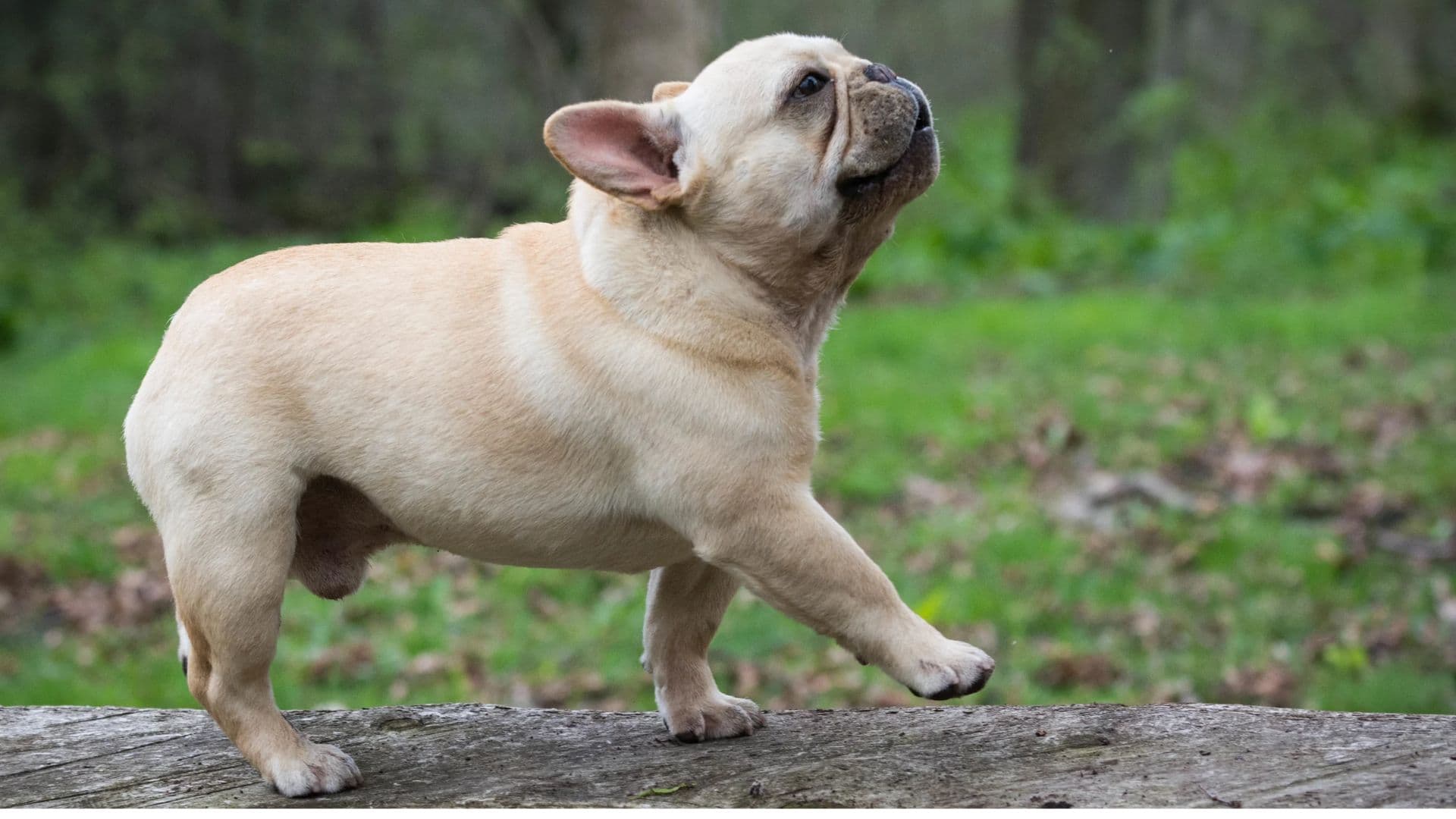 French Bulldog For Adoption - Loving French Bulldog For Adoption Dogs Looking for Forever Homes