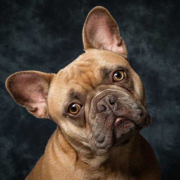 French Bulldog Puppies & Dogs for Sale - Find Your Perfect French Bulldog Puppies & Dogs Puppy