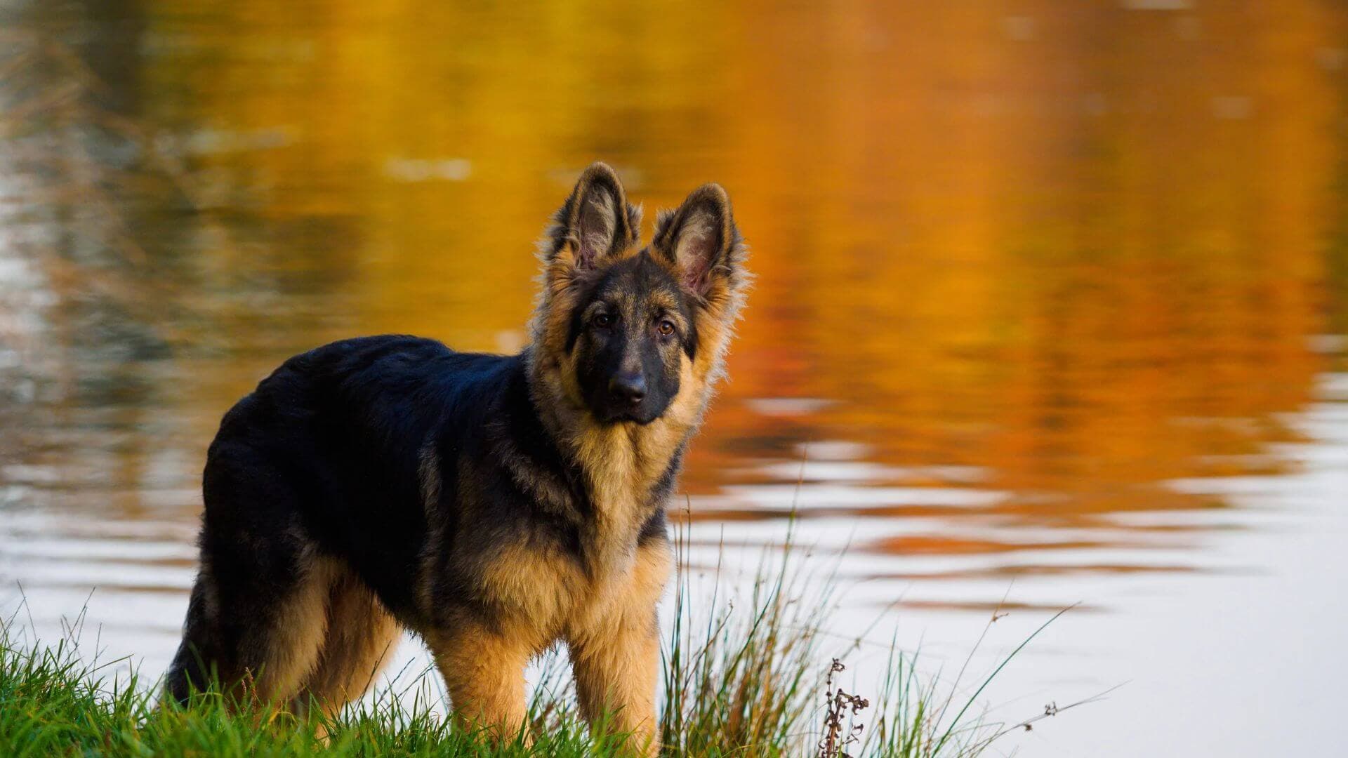 German Shepherd For Adoption - Loving German Shepherd For Adoption Dogs Looking for Forever Homes