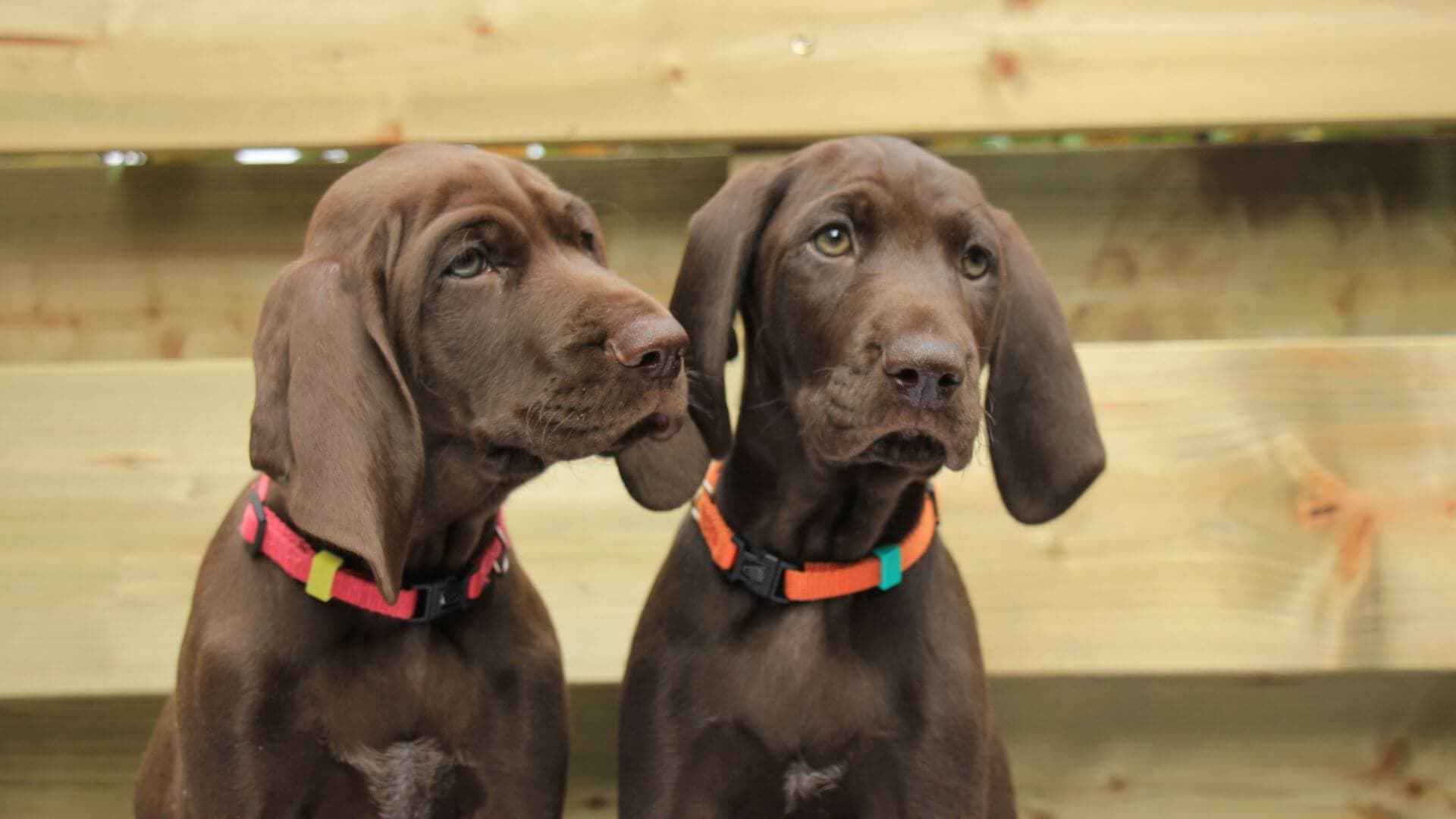 German Shorthaired Pointer For Adoption - Loving German Shorthaired Pointer For Adoption Dogs Looking for Forever Homes