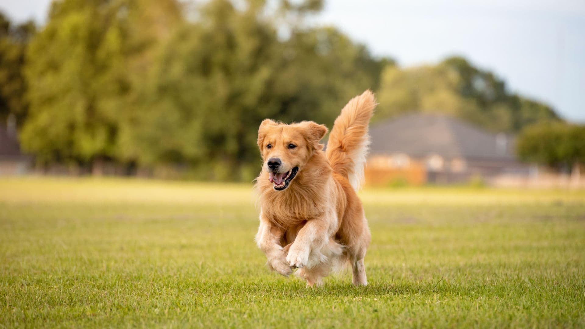 Golden Retriever For Adoption - Loving Golden Retriever For Adoption Dogs Looking for Forever Homes