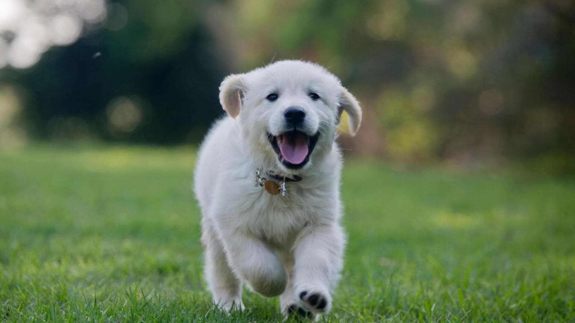 Golden Retriever Puppies & Dogs for Sale - Find Your Perfect Golden Retriever Puppies & Dogs Puppy