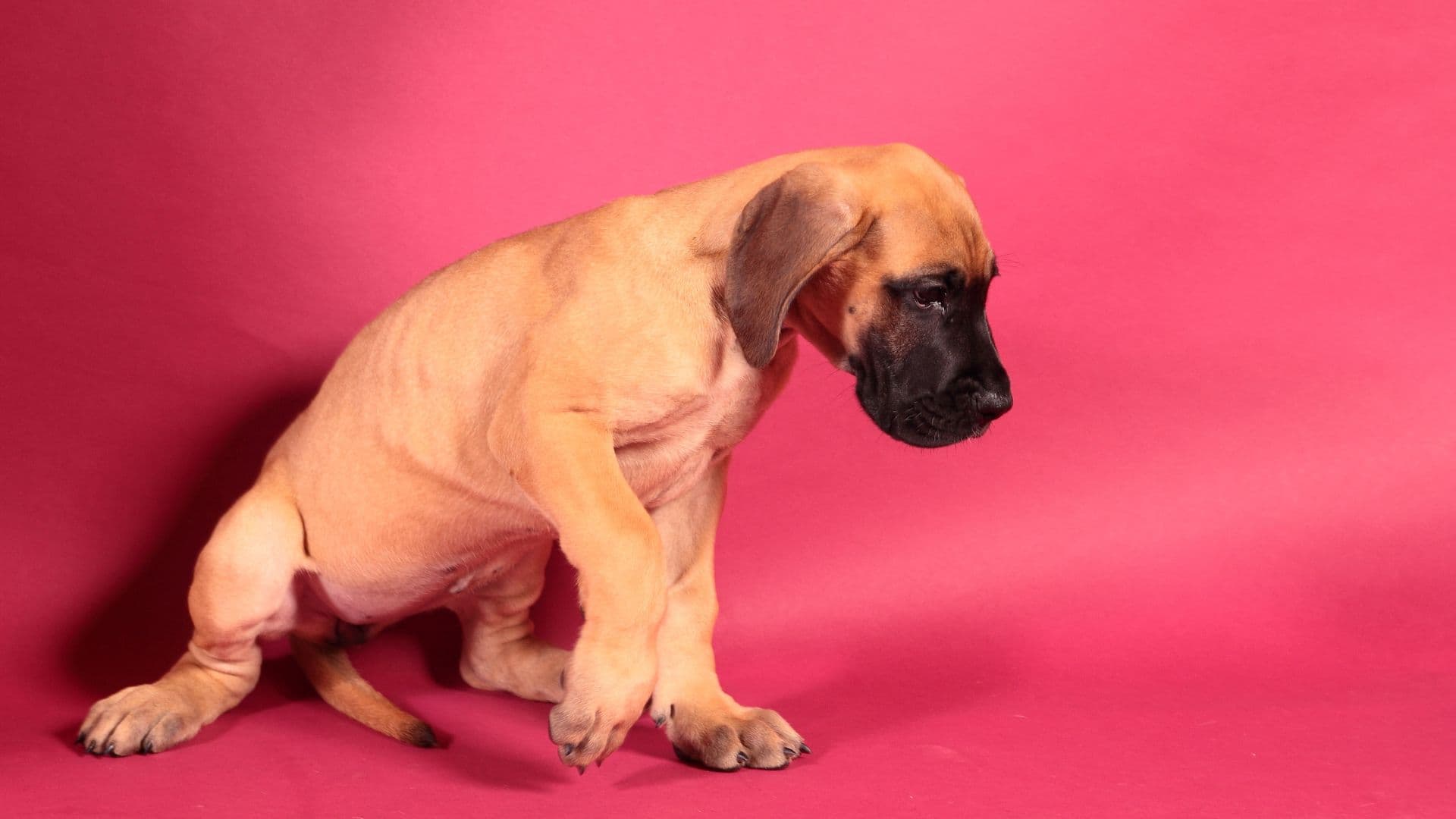 Great Dane For Adoption - Loving Great Dane For Adoption Dogs Looking for Forever Homes