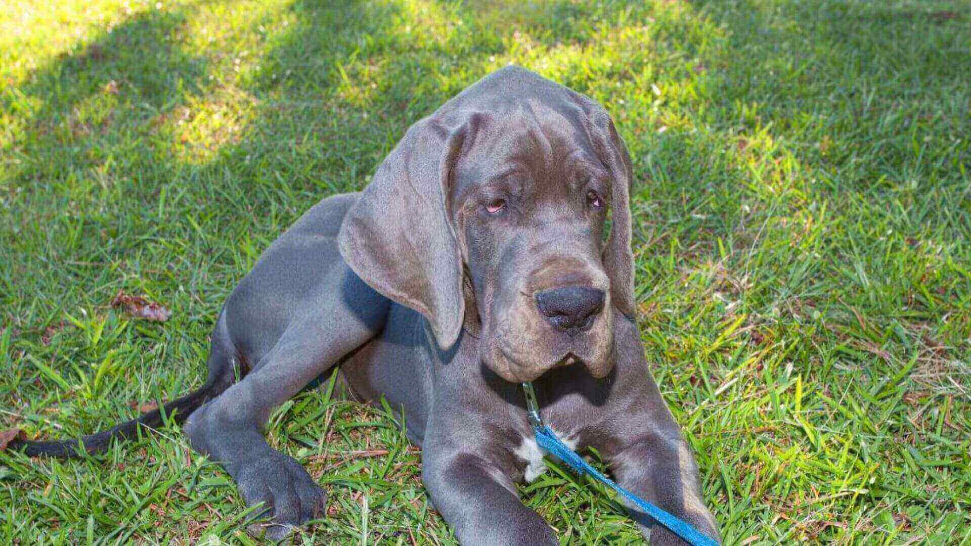 Great Dane Puppies & Dogs for Sale - Find Your Perfect Great Dane Puppies & Dogs Puppy