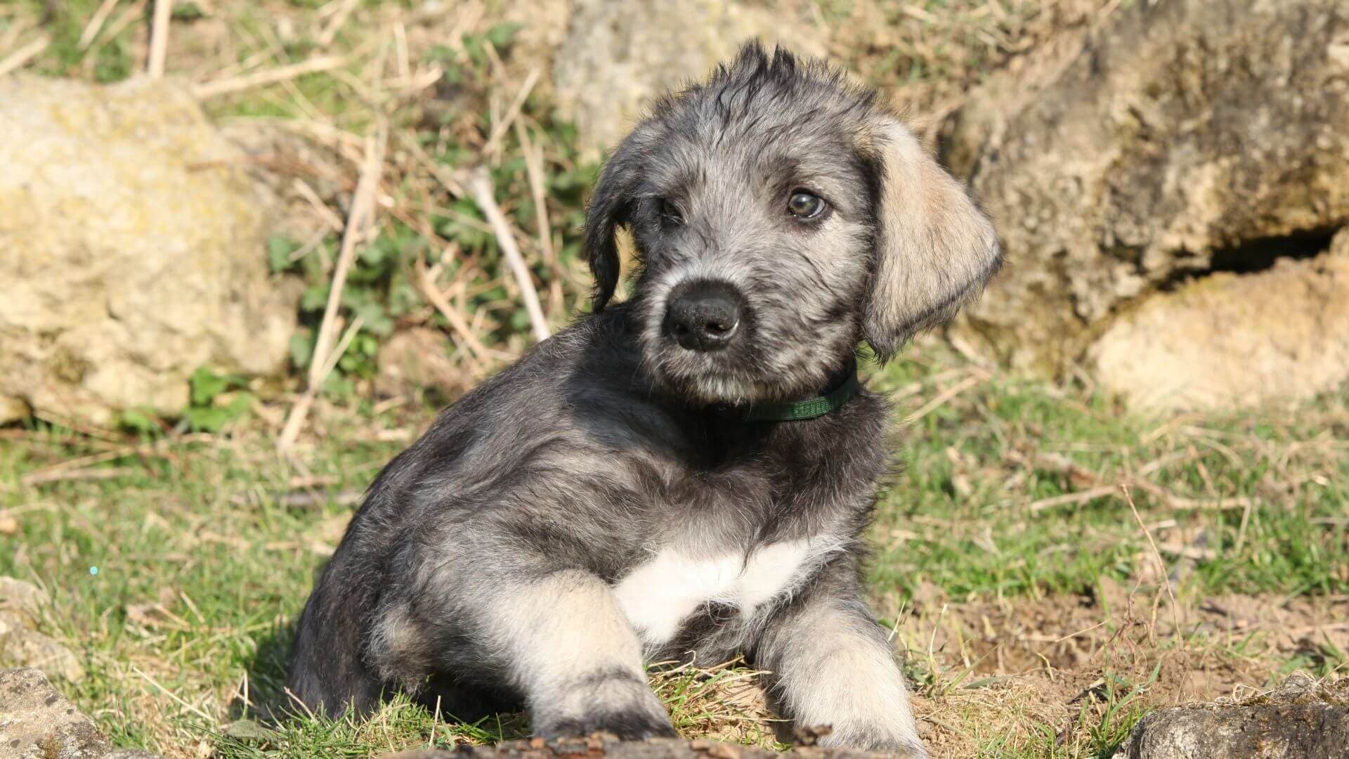Irish Wolfhound For Adoption - Loving Irish Wolfhound For Adoption Dogs Looking for Forever Homes