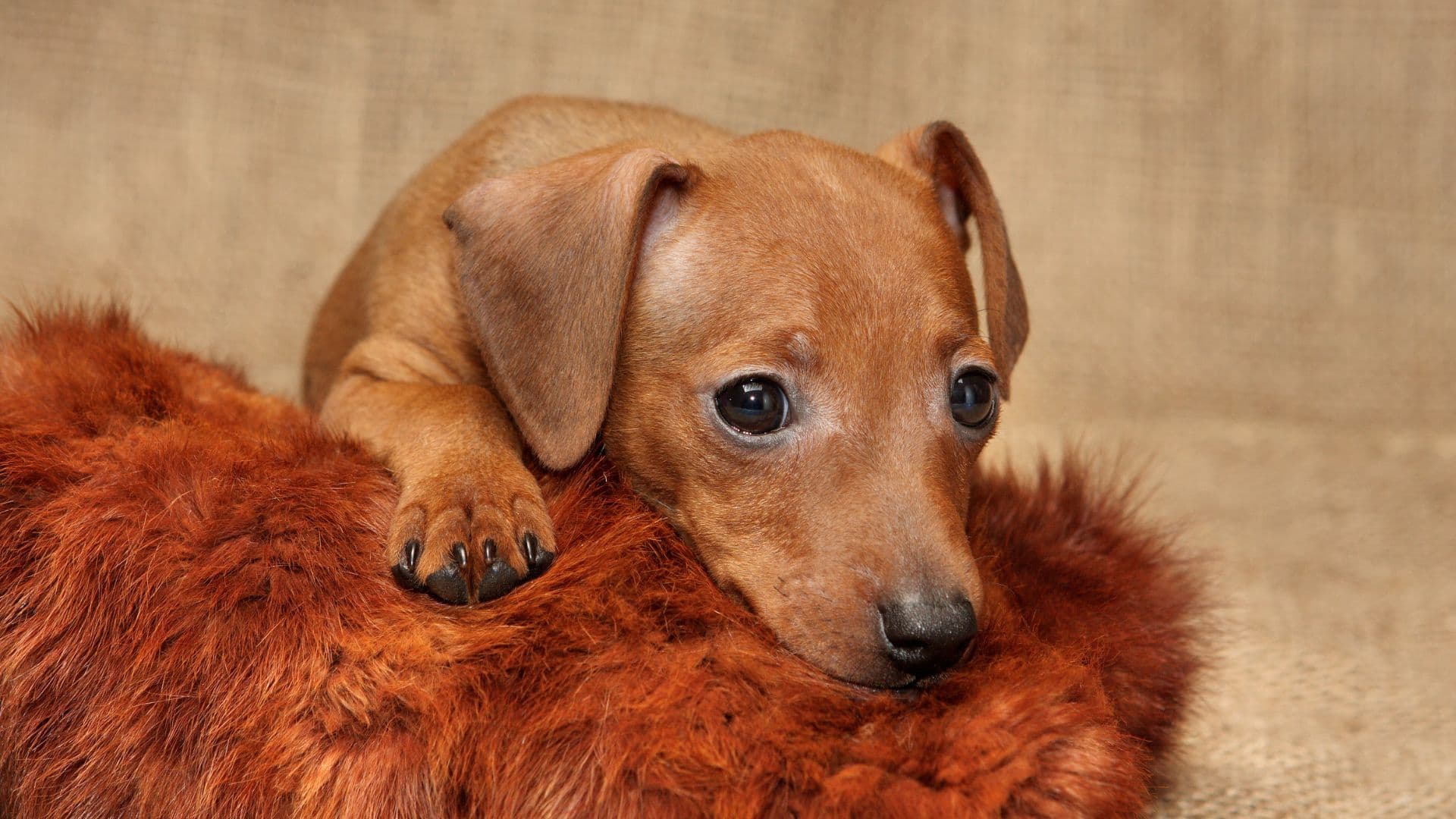 Miniature Pinscher For Adoption - Loving Miniature Pinscher For Adoption Dogs Looking for Forever Homes