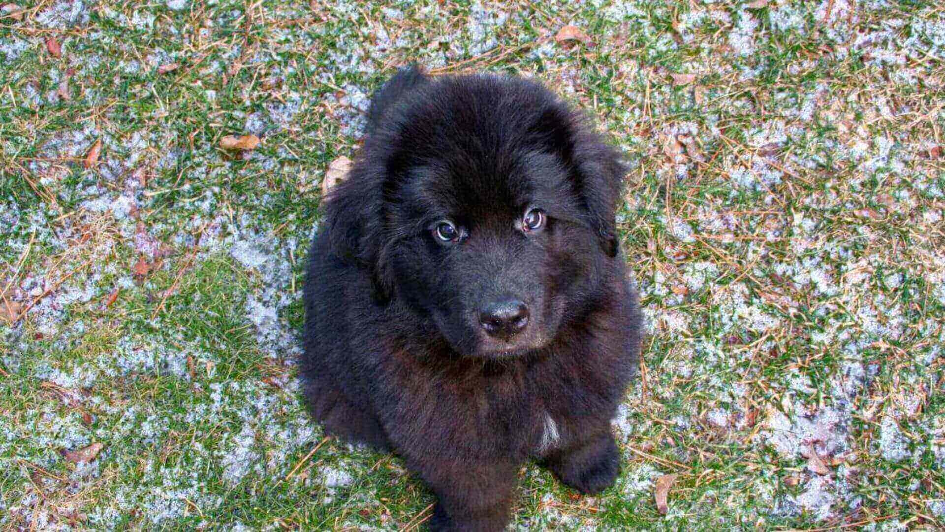 Newfoundland Puppies & Dogs for Sale - Find Your Perfect Newfoundland Puppies & Dogs Puppy