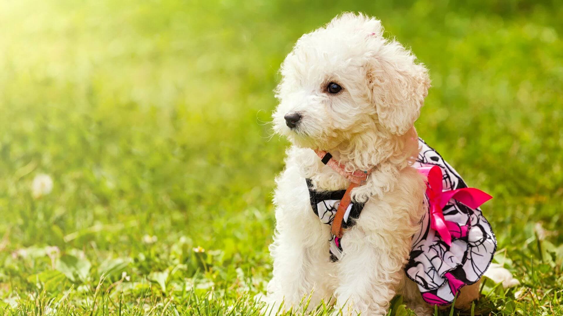 Poodle For Adoption - Loving Poodle For Adoption Dogs Looking for Forever Homes